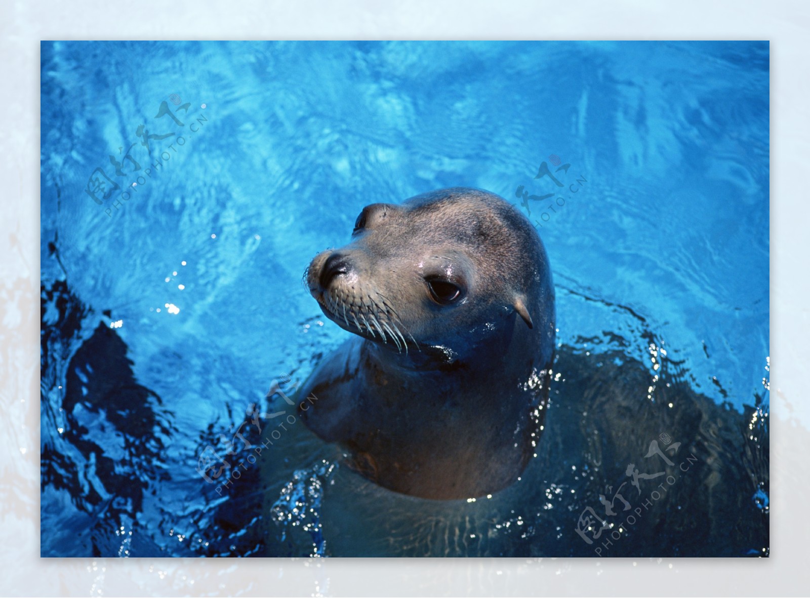 海底海豹图片动物桌面壁纸-壁纸图片大全