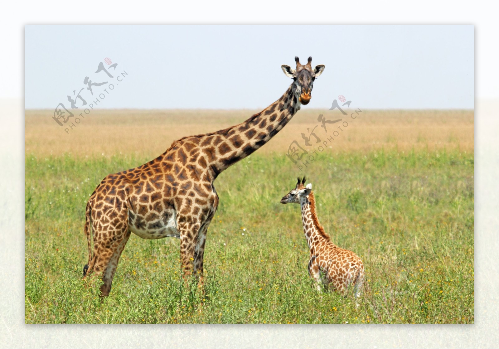 长颈鹿与幼崽图片