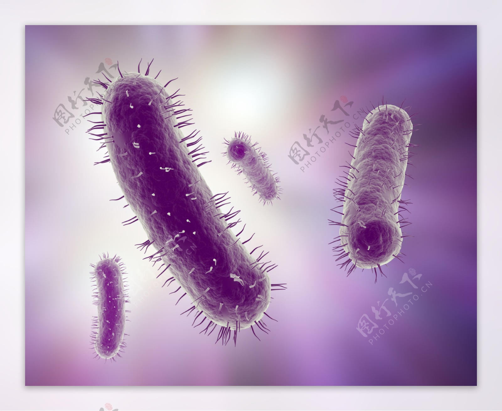 细菌生物图片