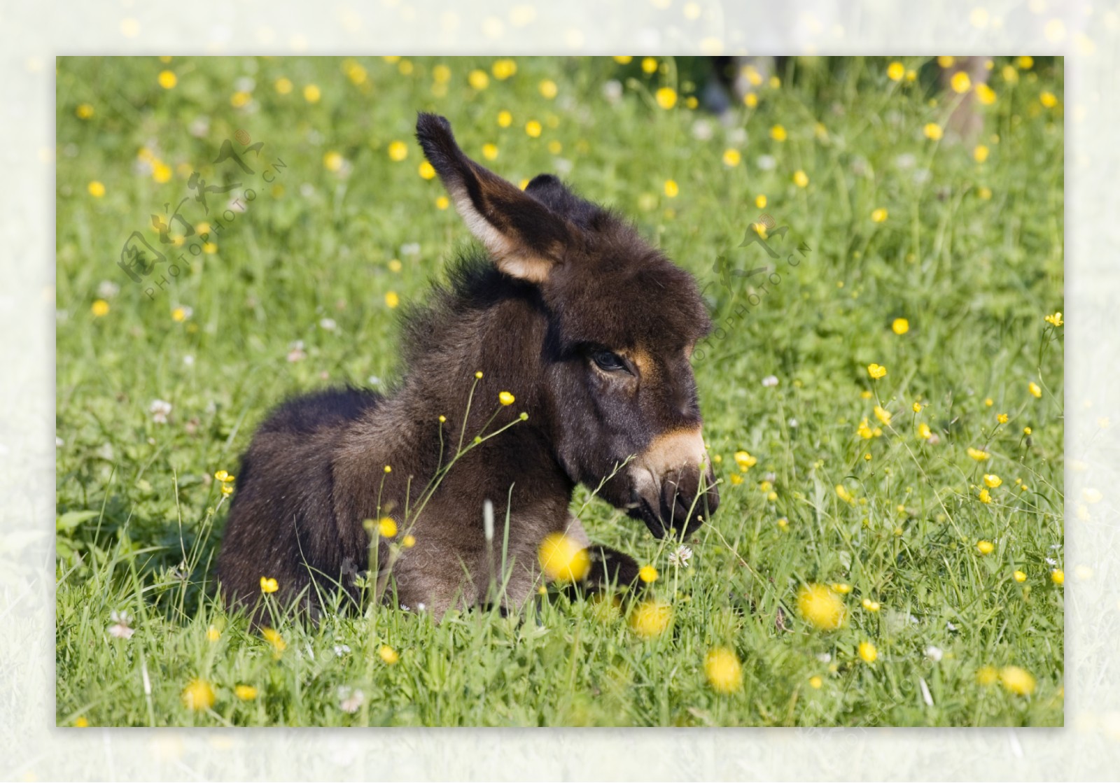 草地上的小毛驴图片
