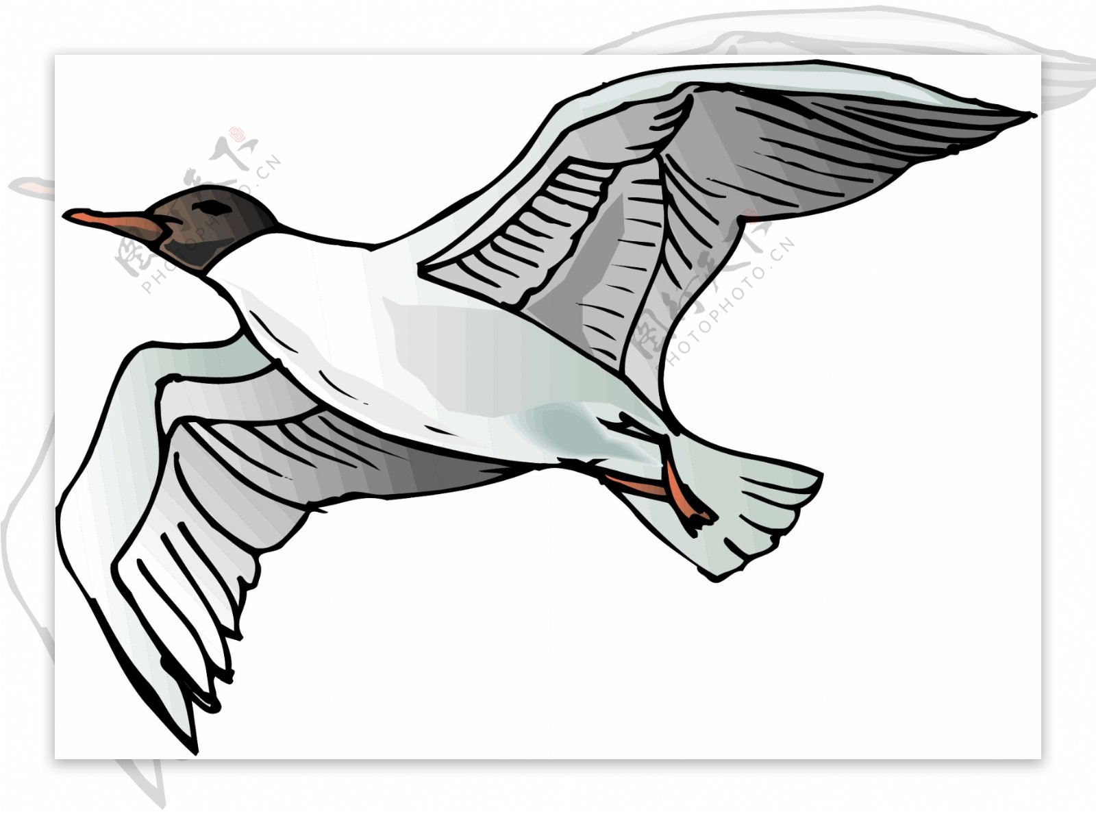 各种鸟类鸟动物矢量素材EPS格式1409
