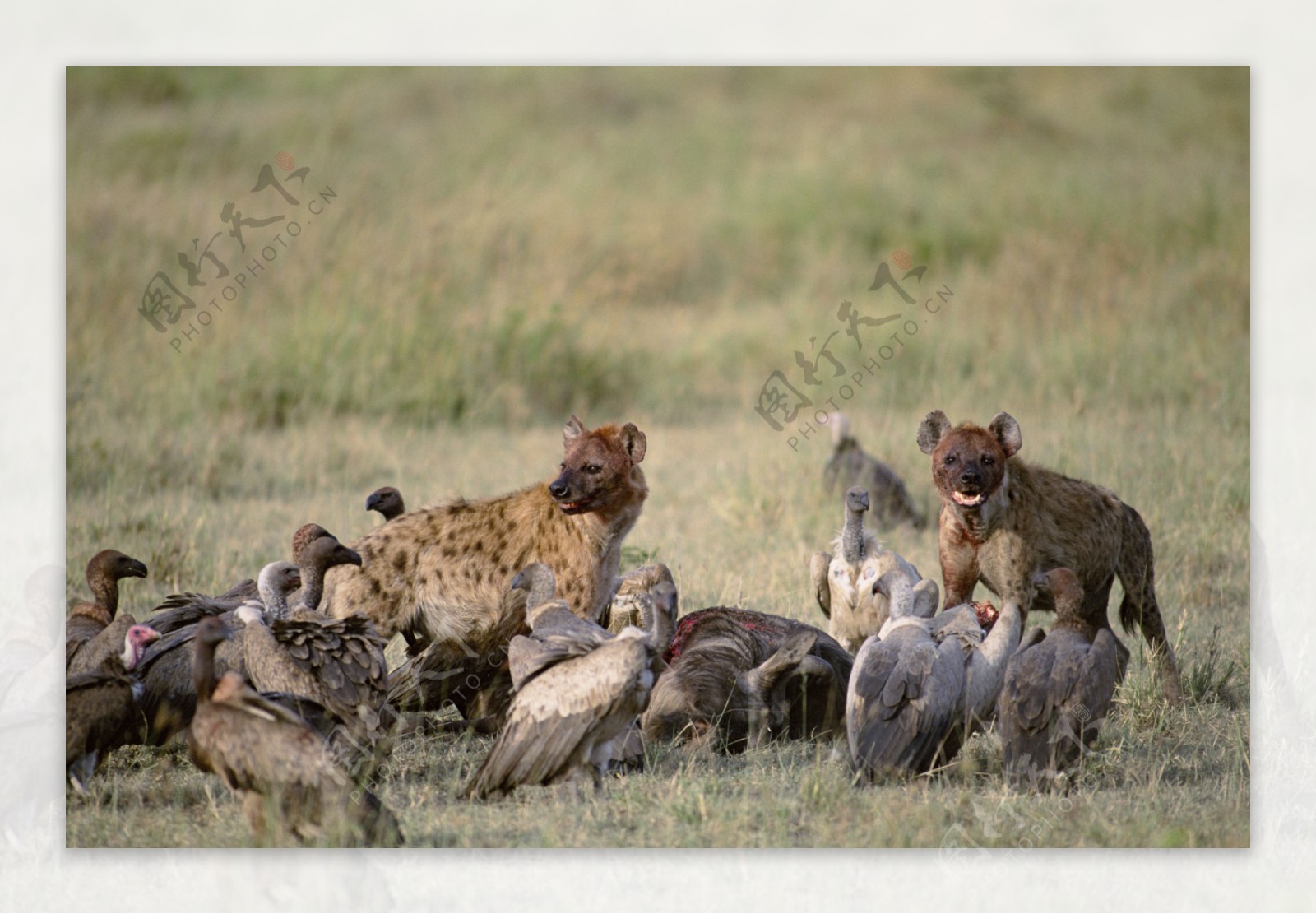 非洲野生动物图片