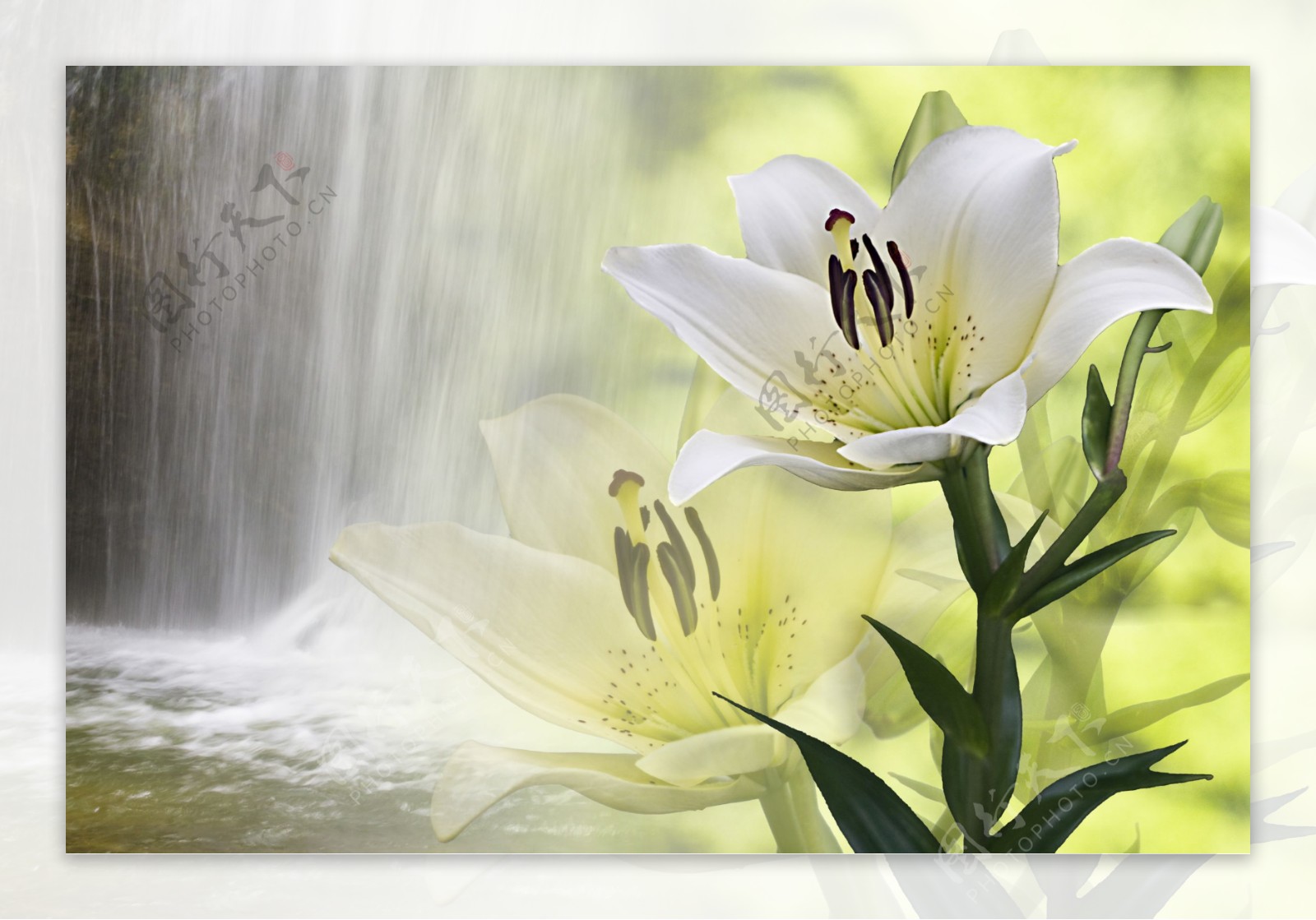 瀑布边盛开的白合花图片