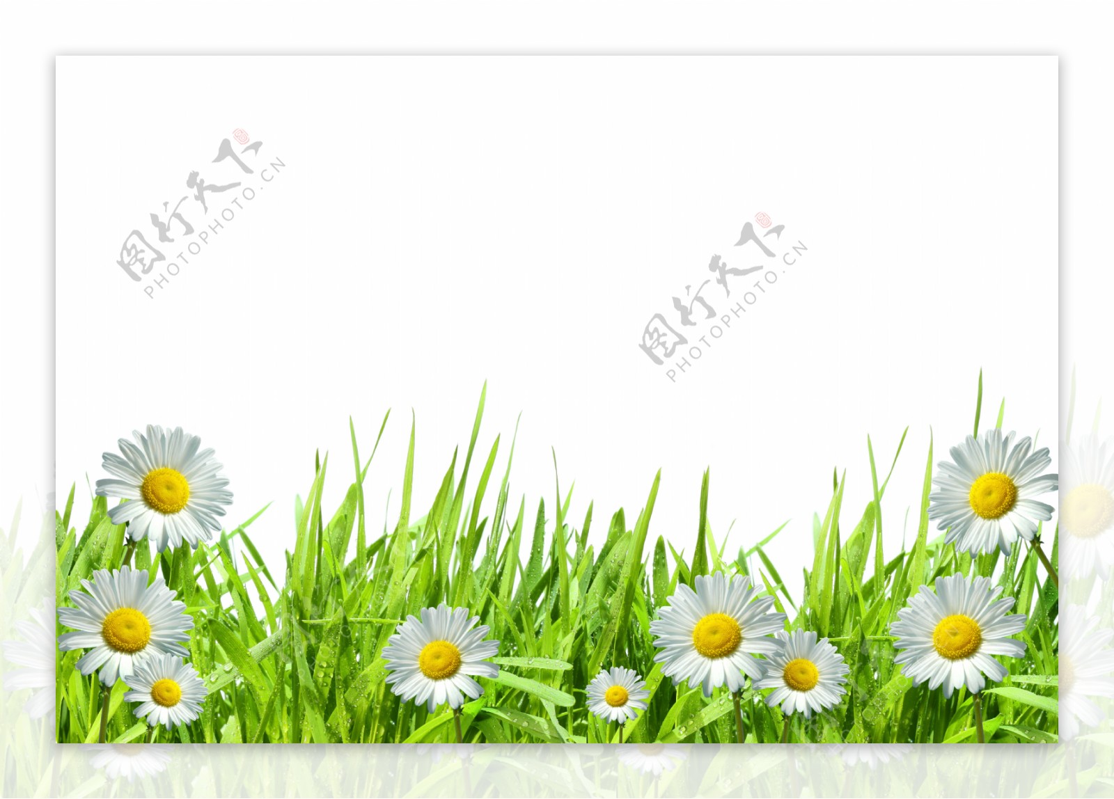 白色野花图片