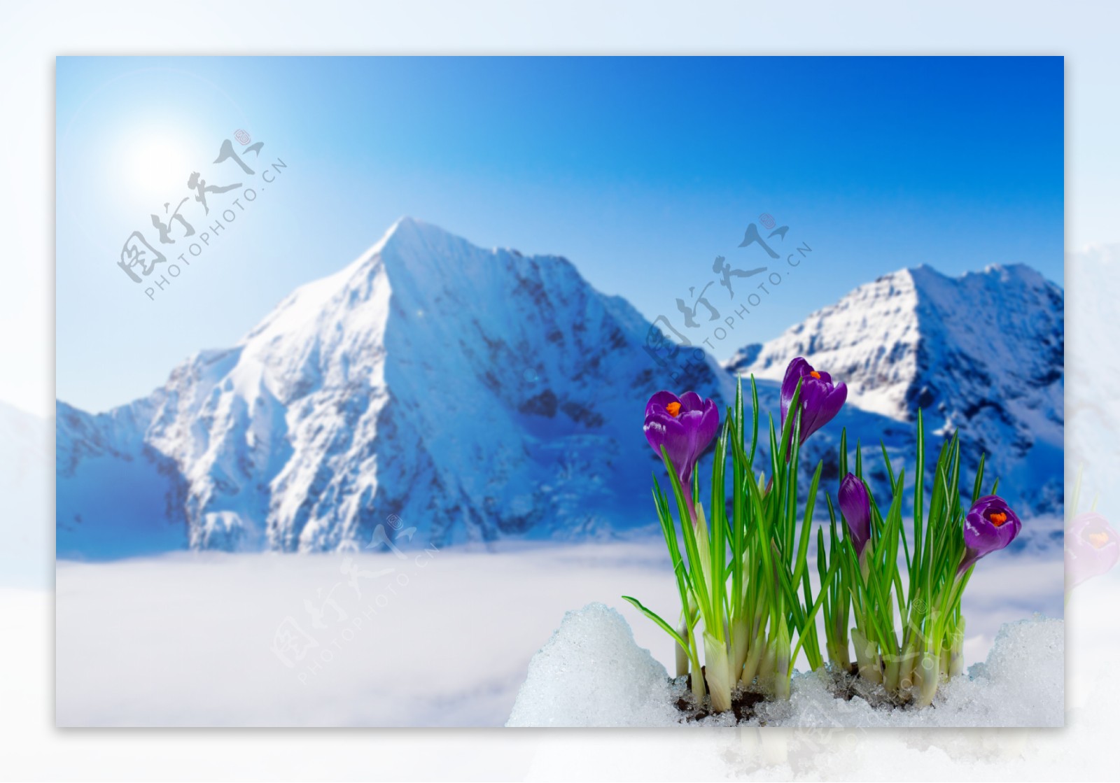 春天雪山上的紫色花朵图片