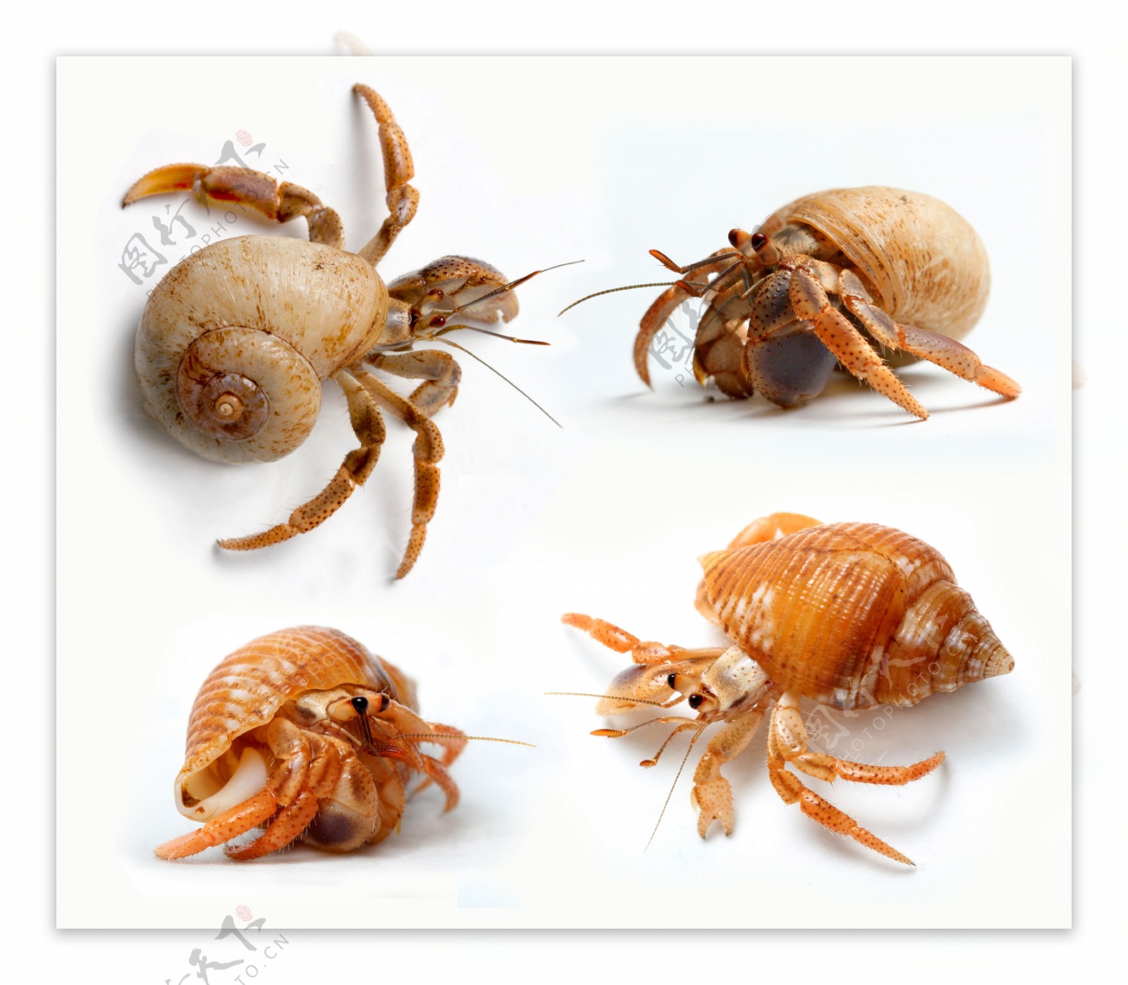 海螺动物图片