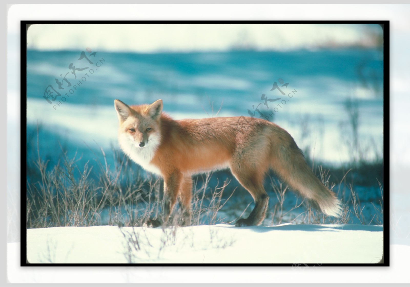 雪地里的狐狸摄影图片