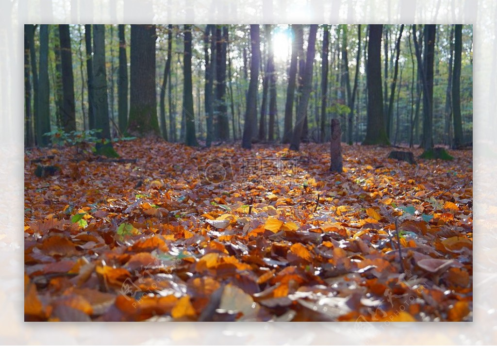 橙干树叶在地面里面林下晴空