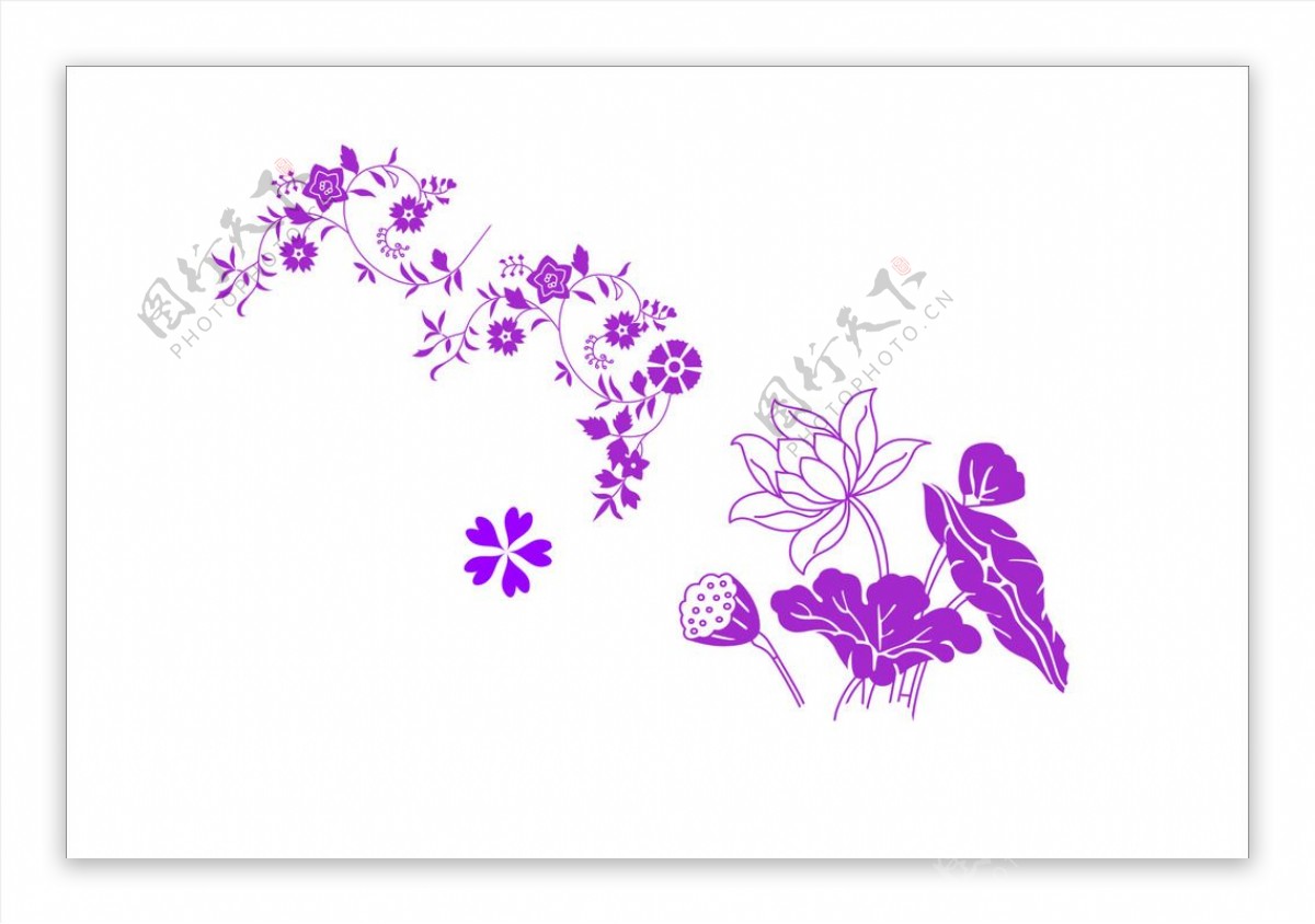 荷花紫色花花