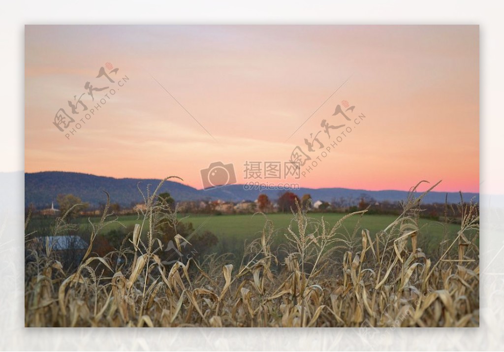 日落领域日出农业农场玉米地平线养殖玉米玉米行