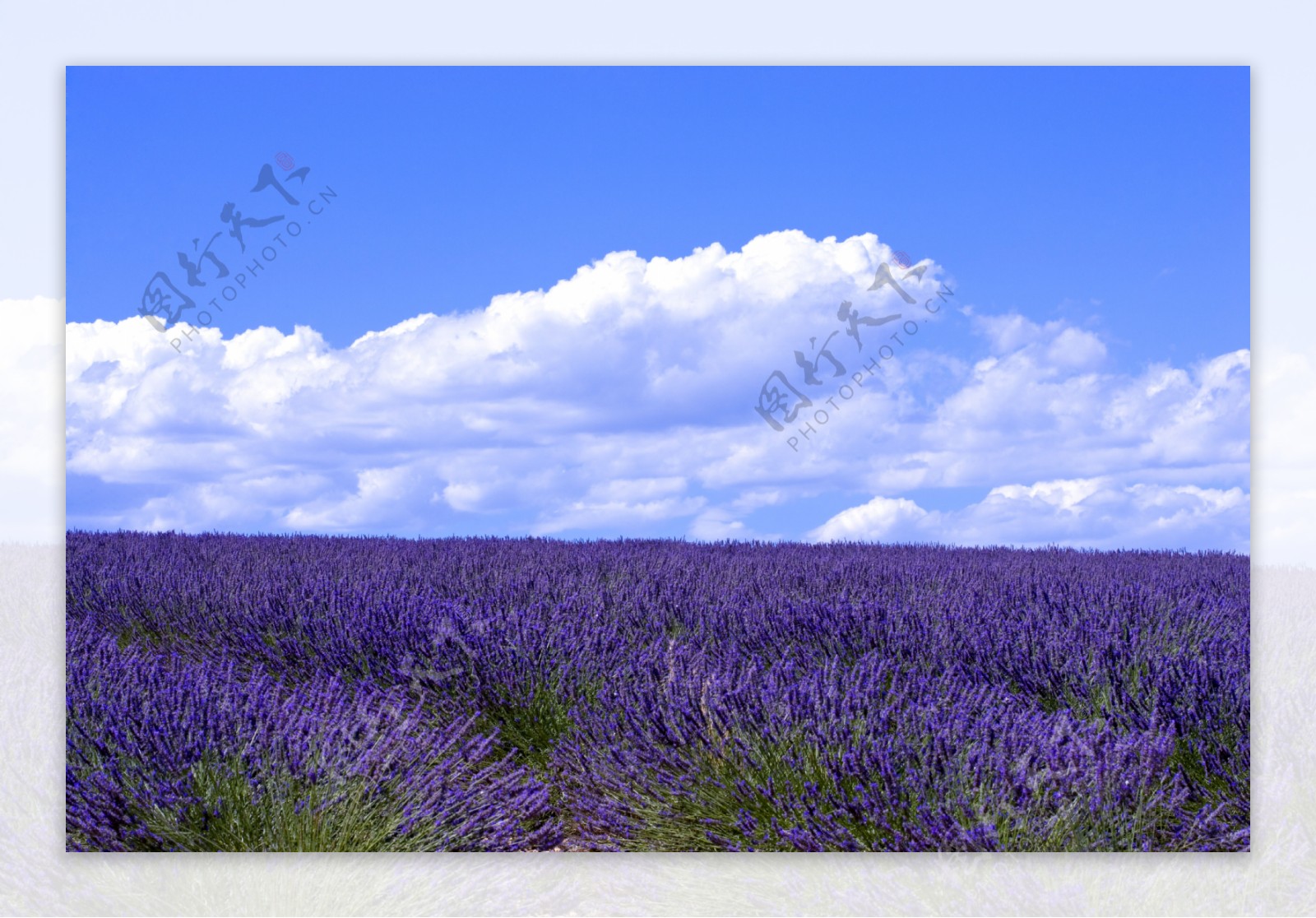 蓝天下的紫蓝色花海图片图片