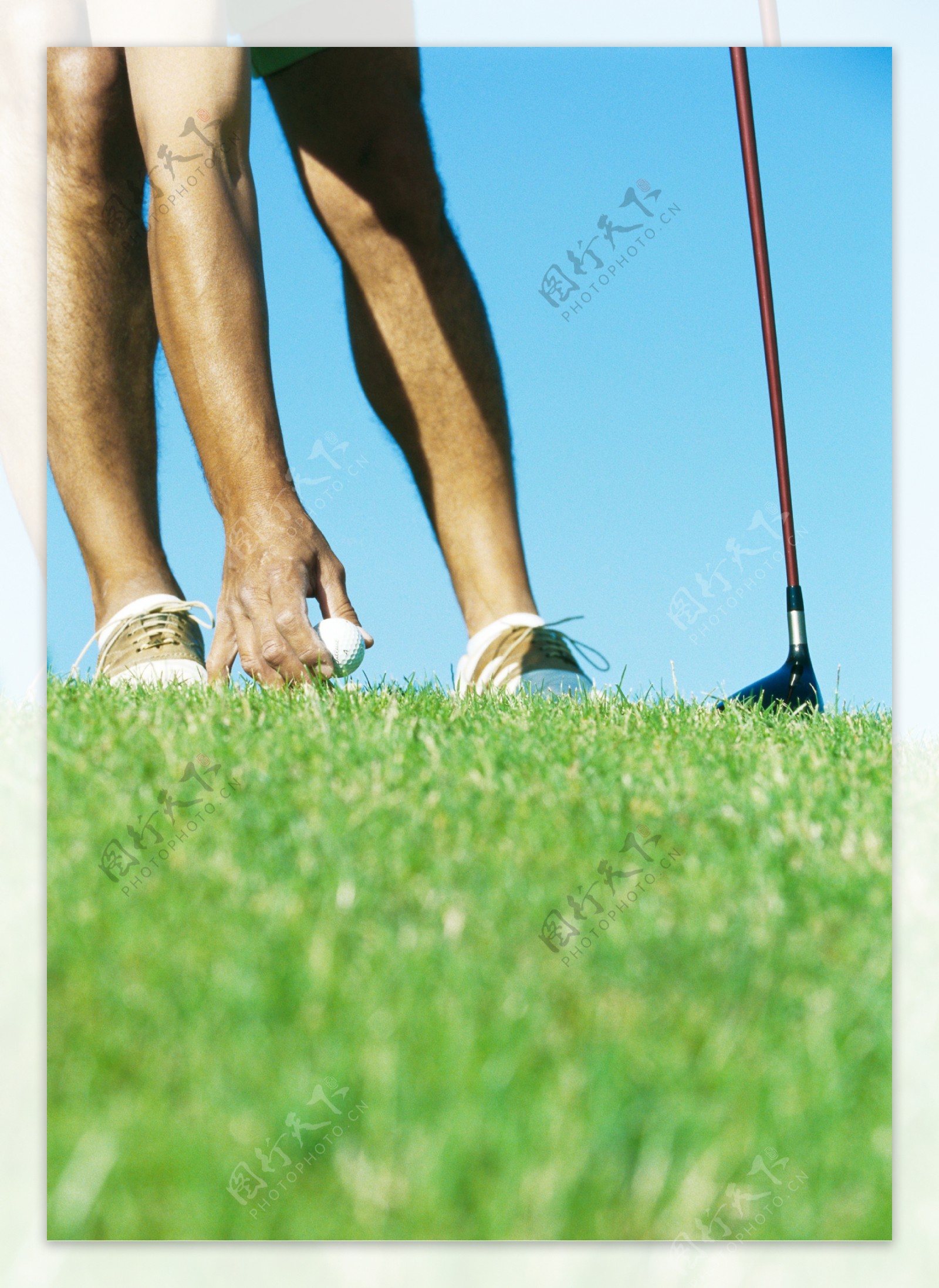 草地上固定好高尔夫球球图片