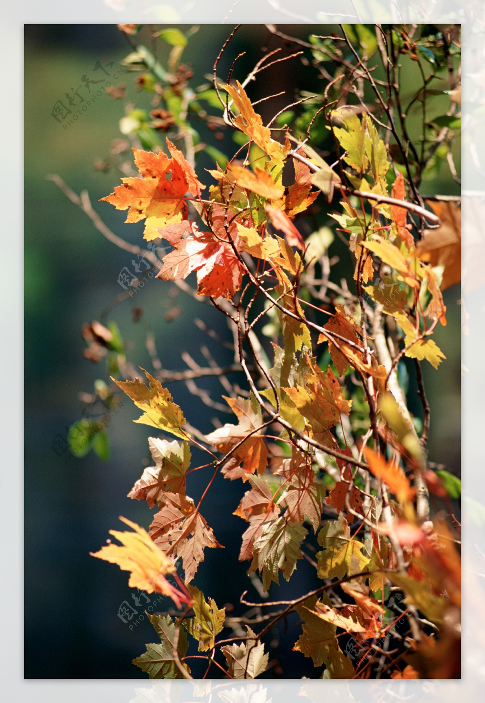 秋天枫叶摄影图片