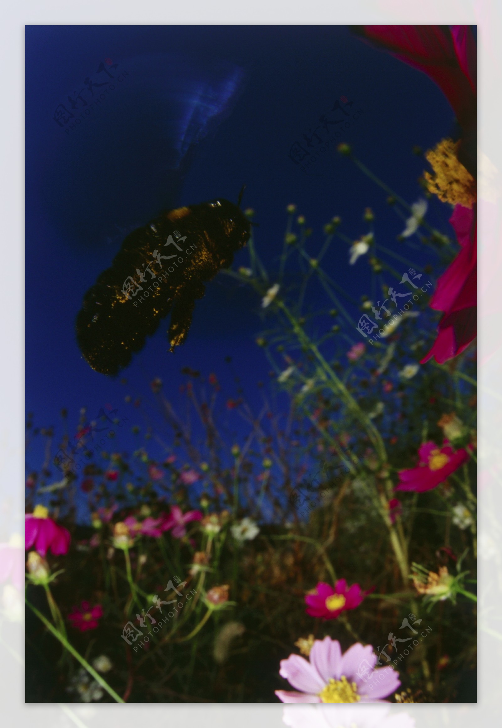 花丛中飞来飞去的小蜜蜂图片