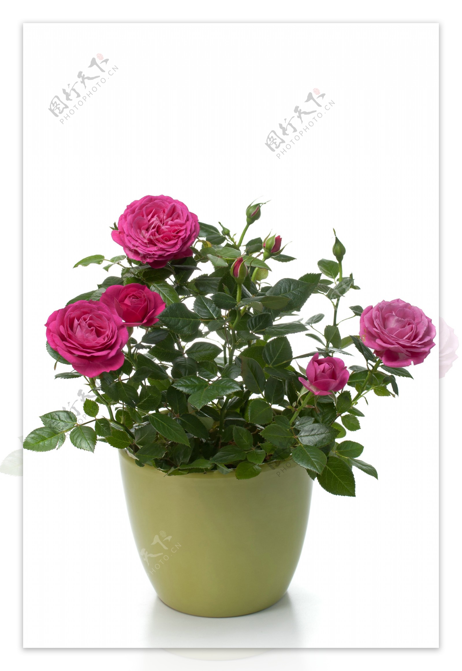 盆栽玫瑰花图片