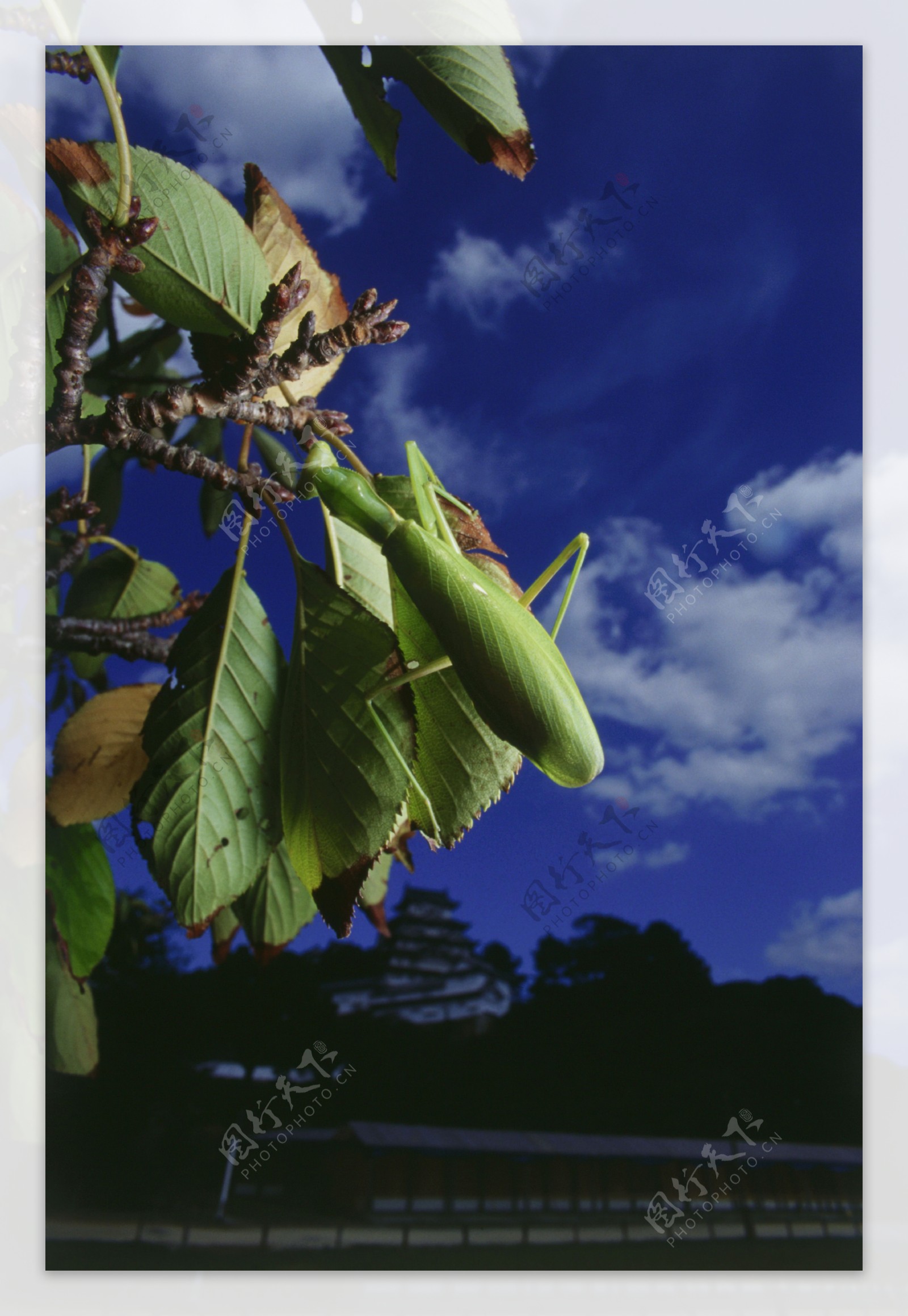 树叶上螳螂蝗虫摄影图片