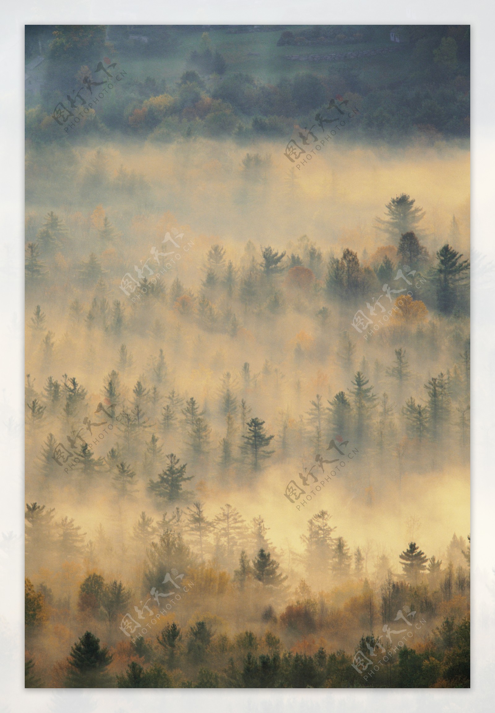 大雾时的森林图片