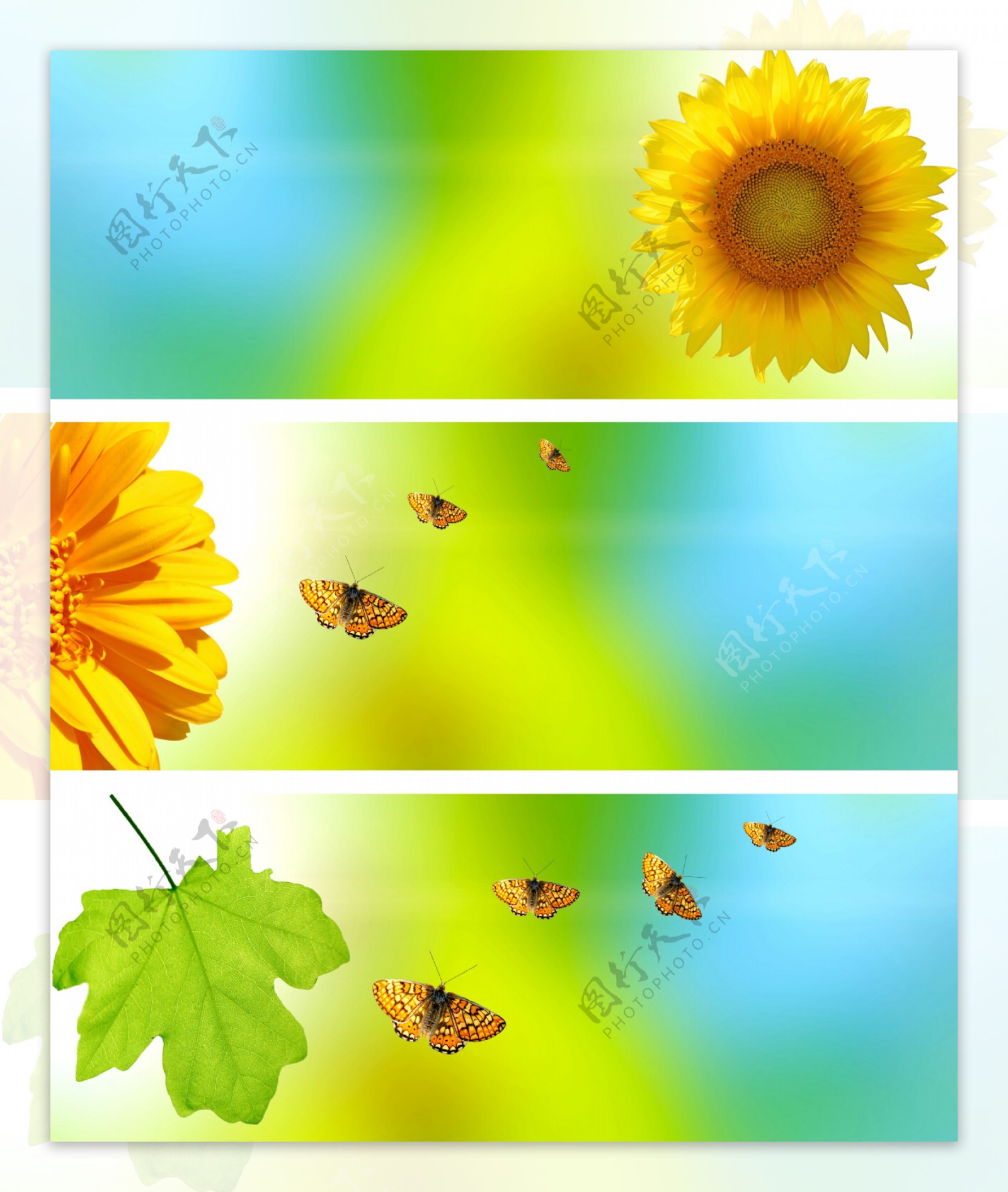 菊花绿叶蝴蝶背景图片图片
