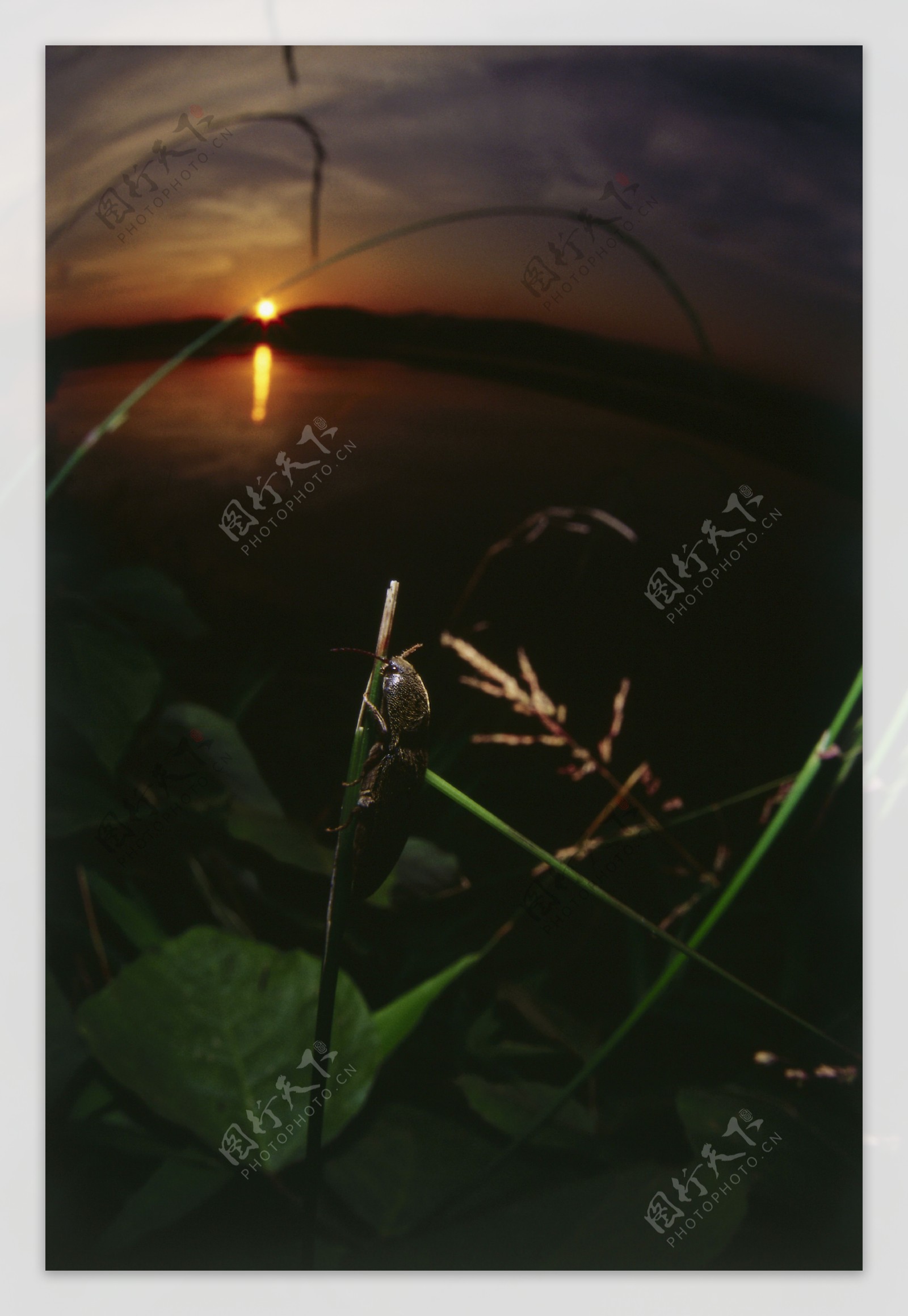 夜幕下的昆虫摄影图片