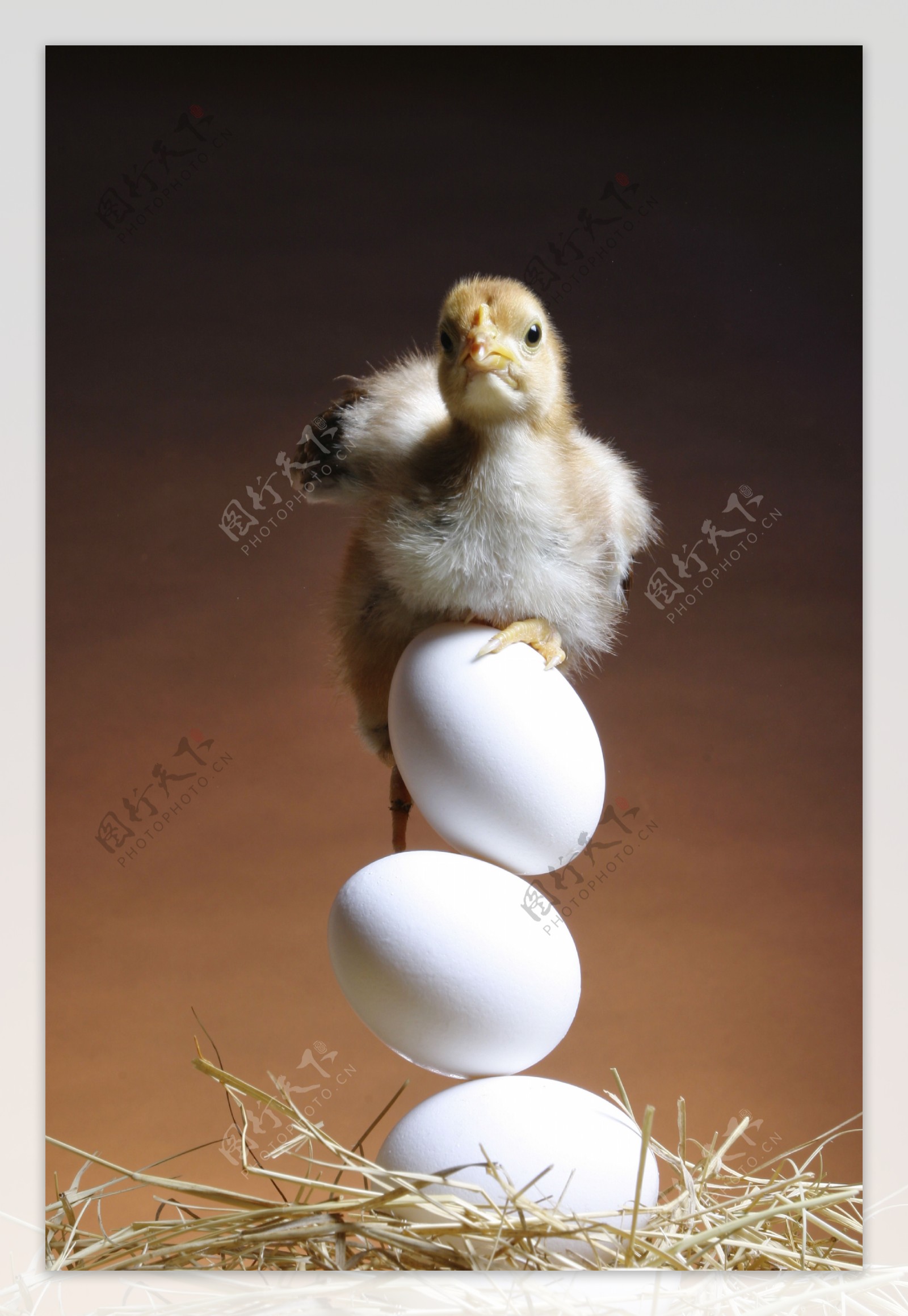 站立在鸡蛋上的小鸡图片