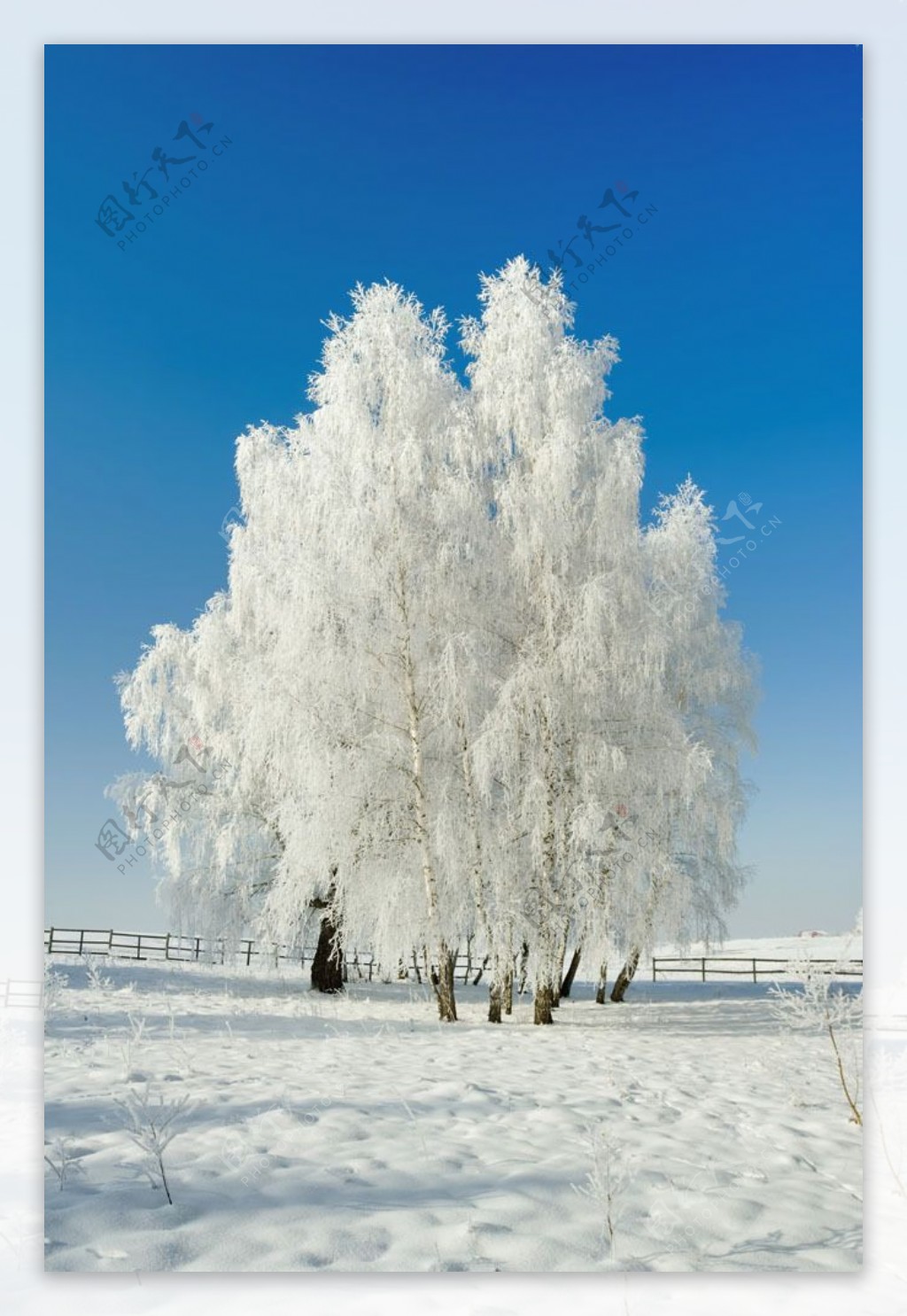 冬季的白色世界图片