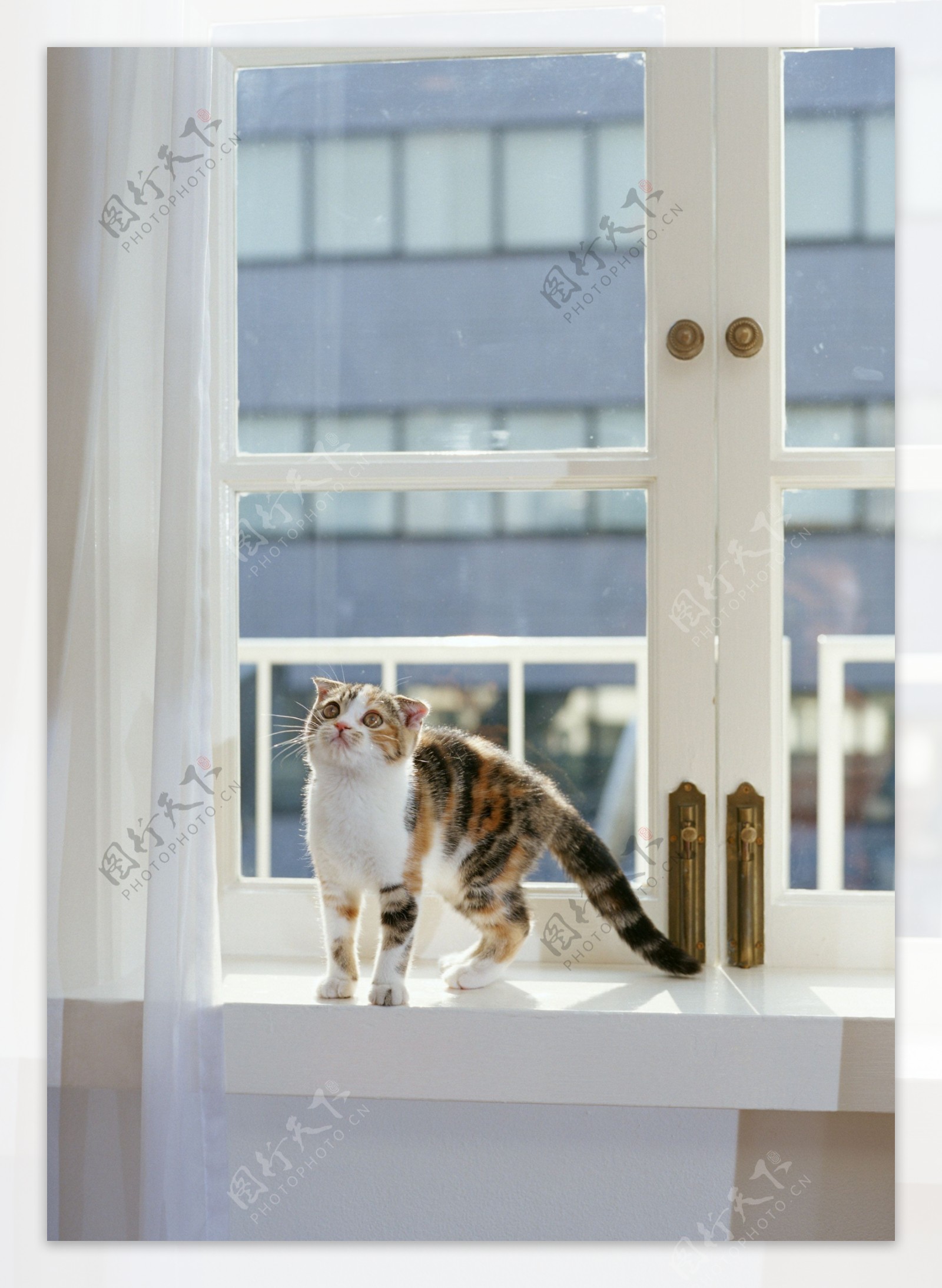 窗台上的小花猫图片