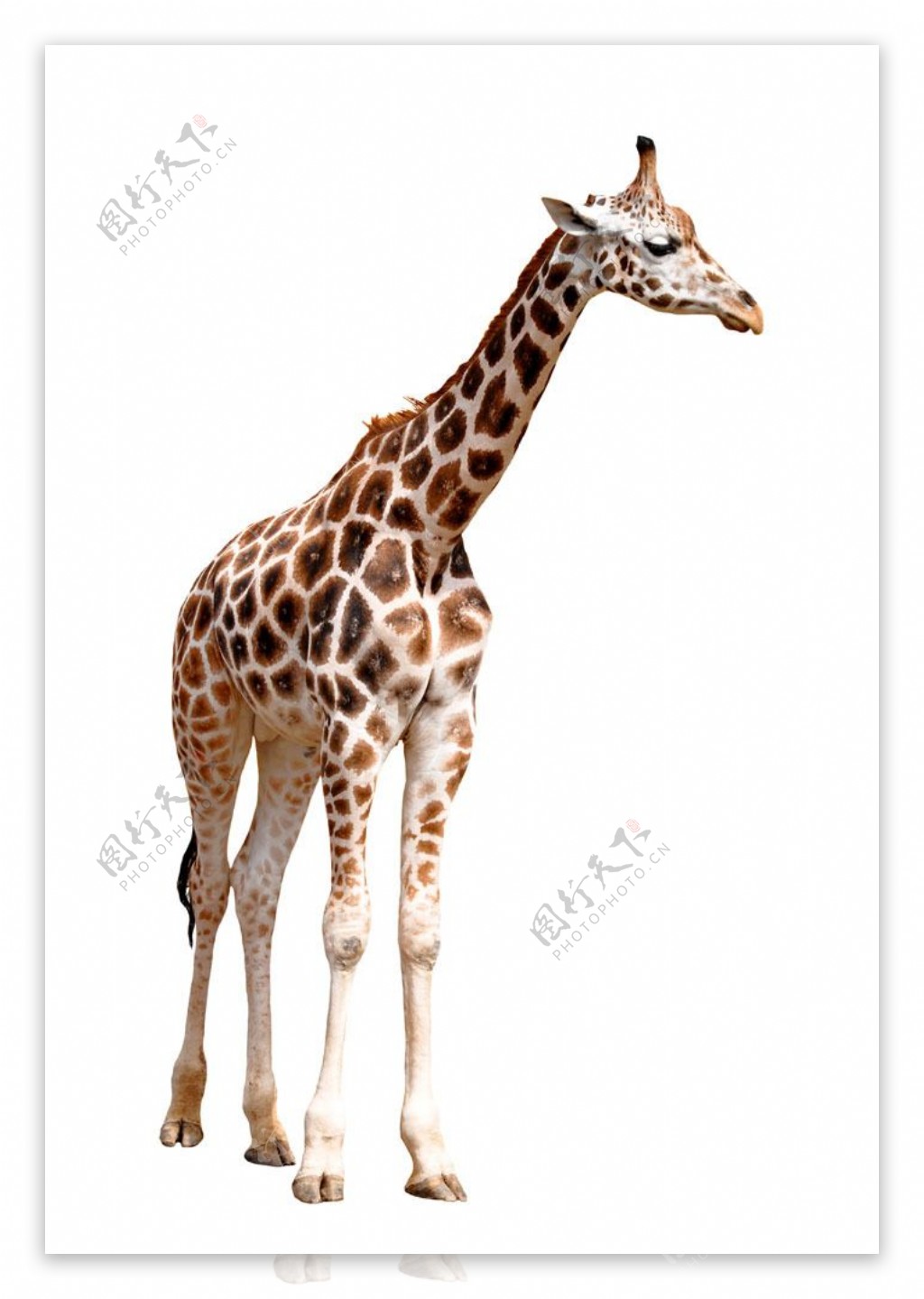 一只长颈鹿图片