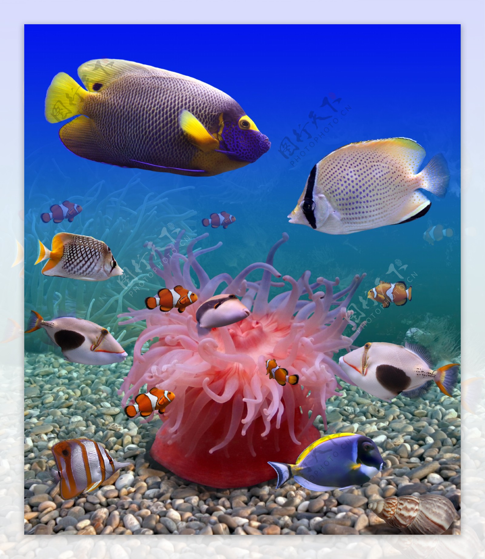 海底海鱼和石头图片