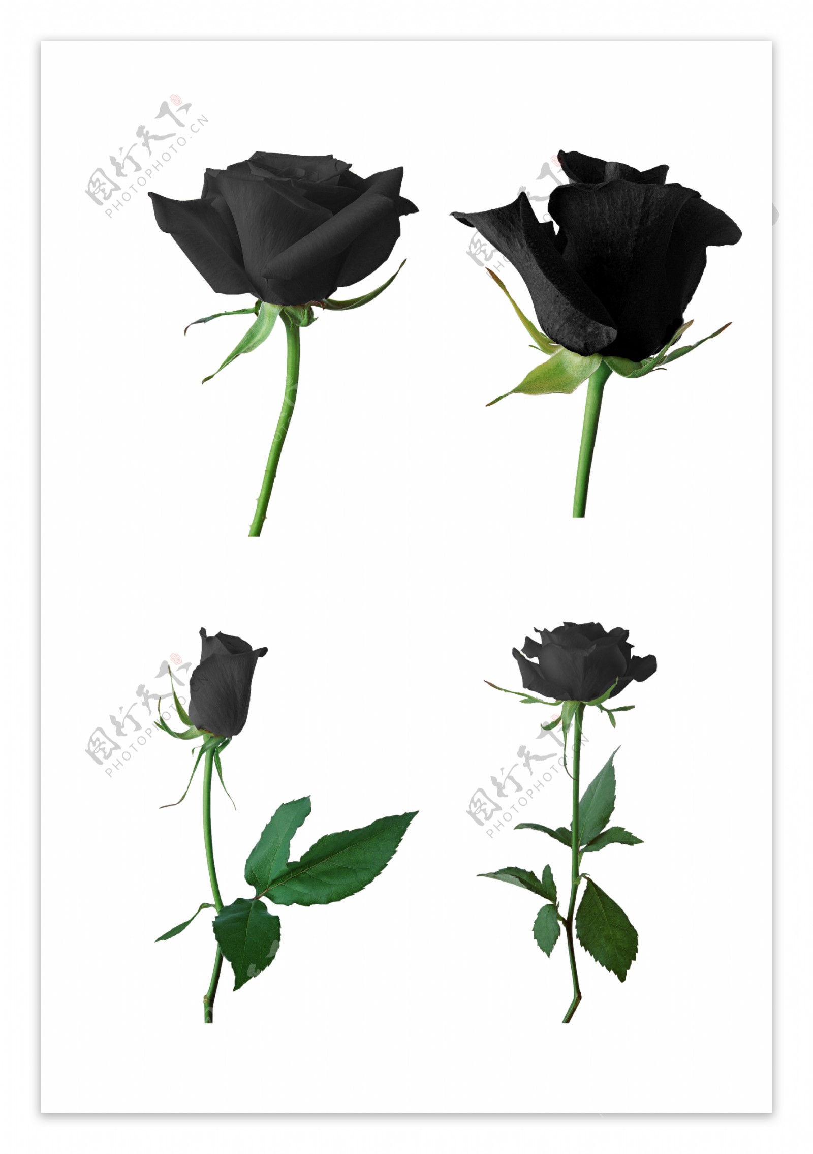 高清黑色玫瑰花图片素材