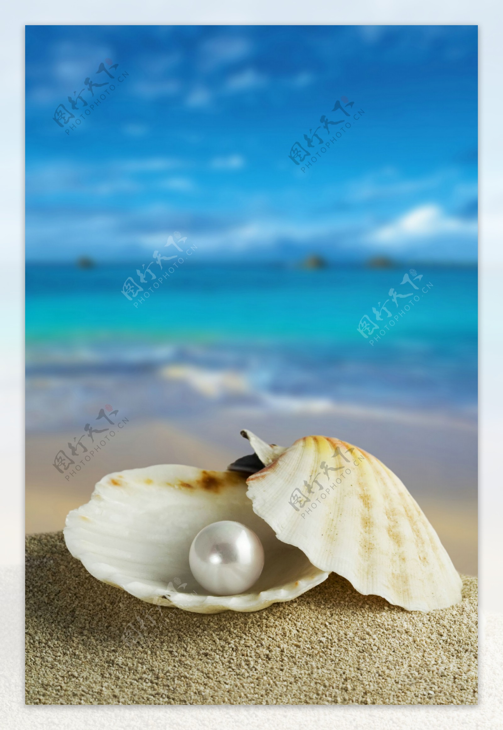 唯美海边珍珠贝壳图片