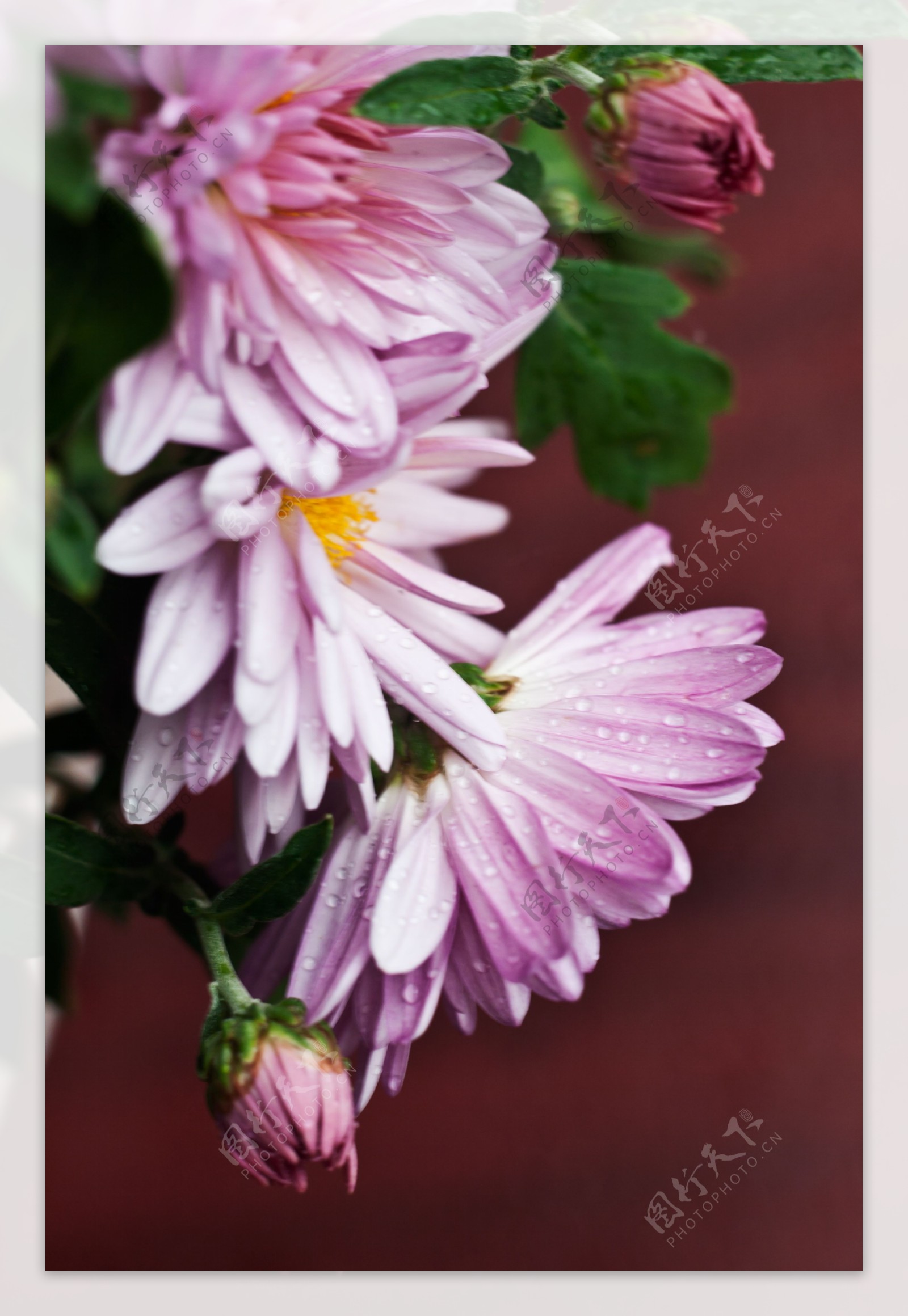 唯美粉色菊花图片