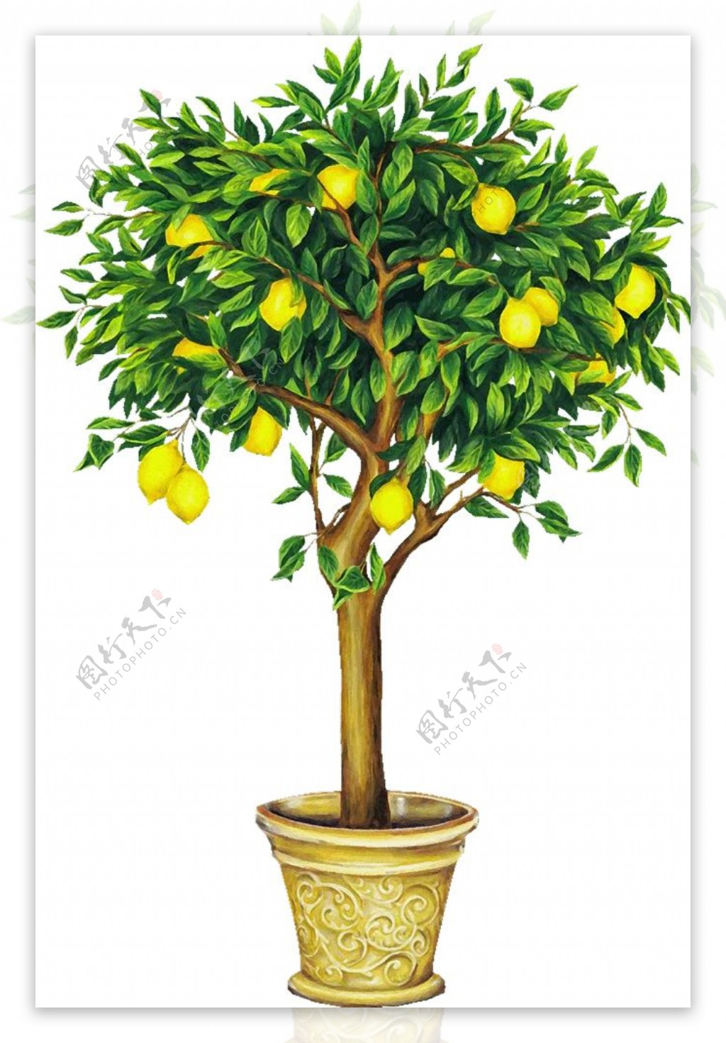 盆栽柠檬卡通画图片