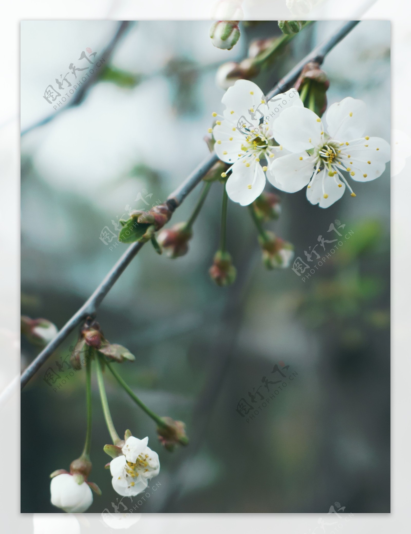 白色梨花图片