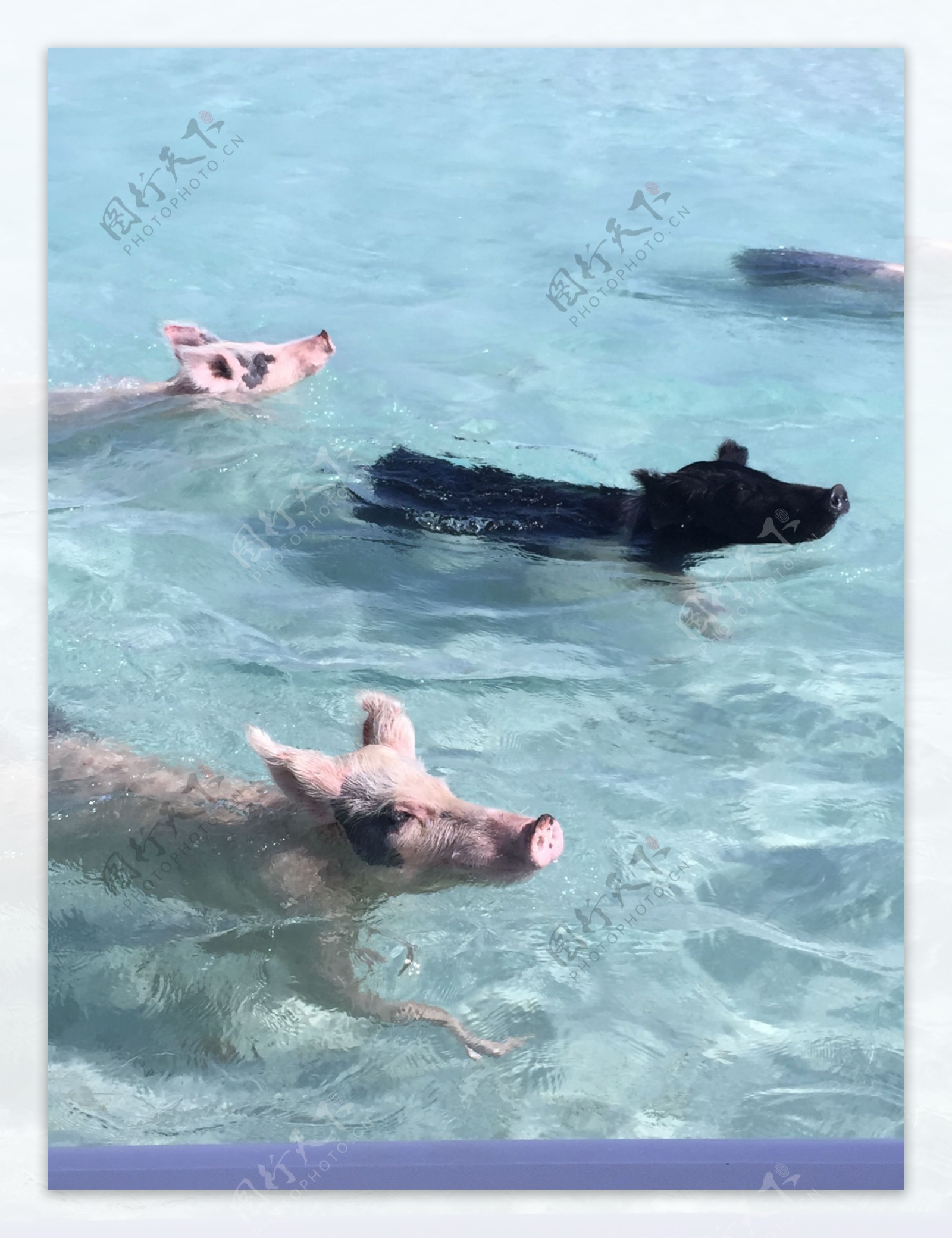 一群猪游泳图片