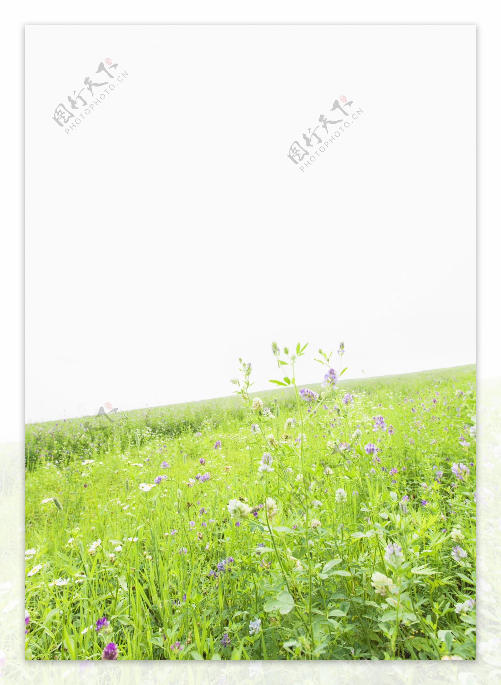 野花与草地摄影图片
