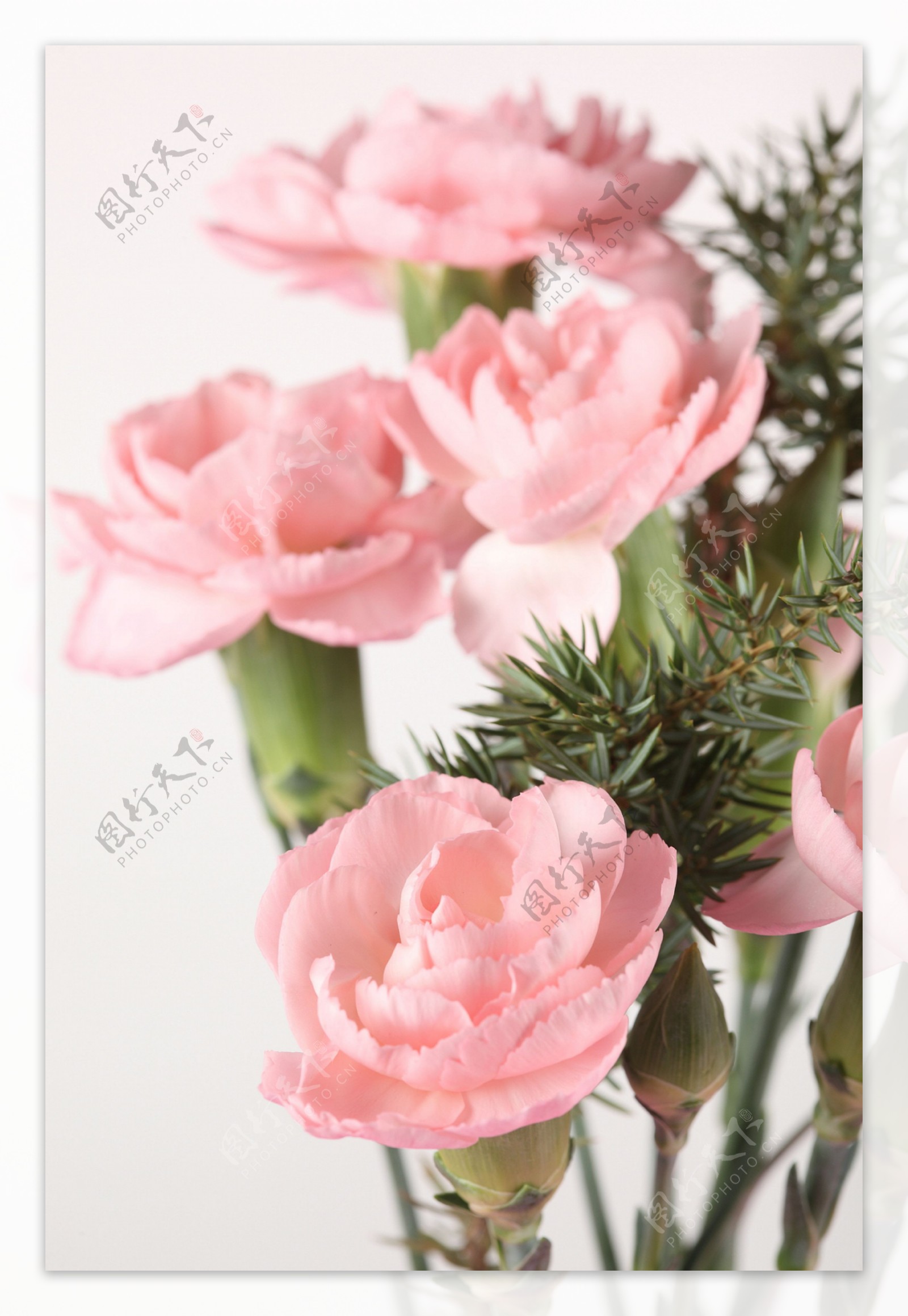 粉色植物玫瑰花