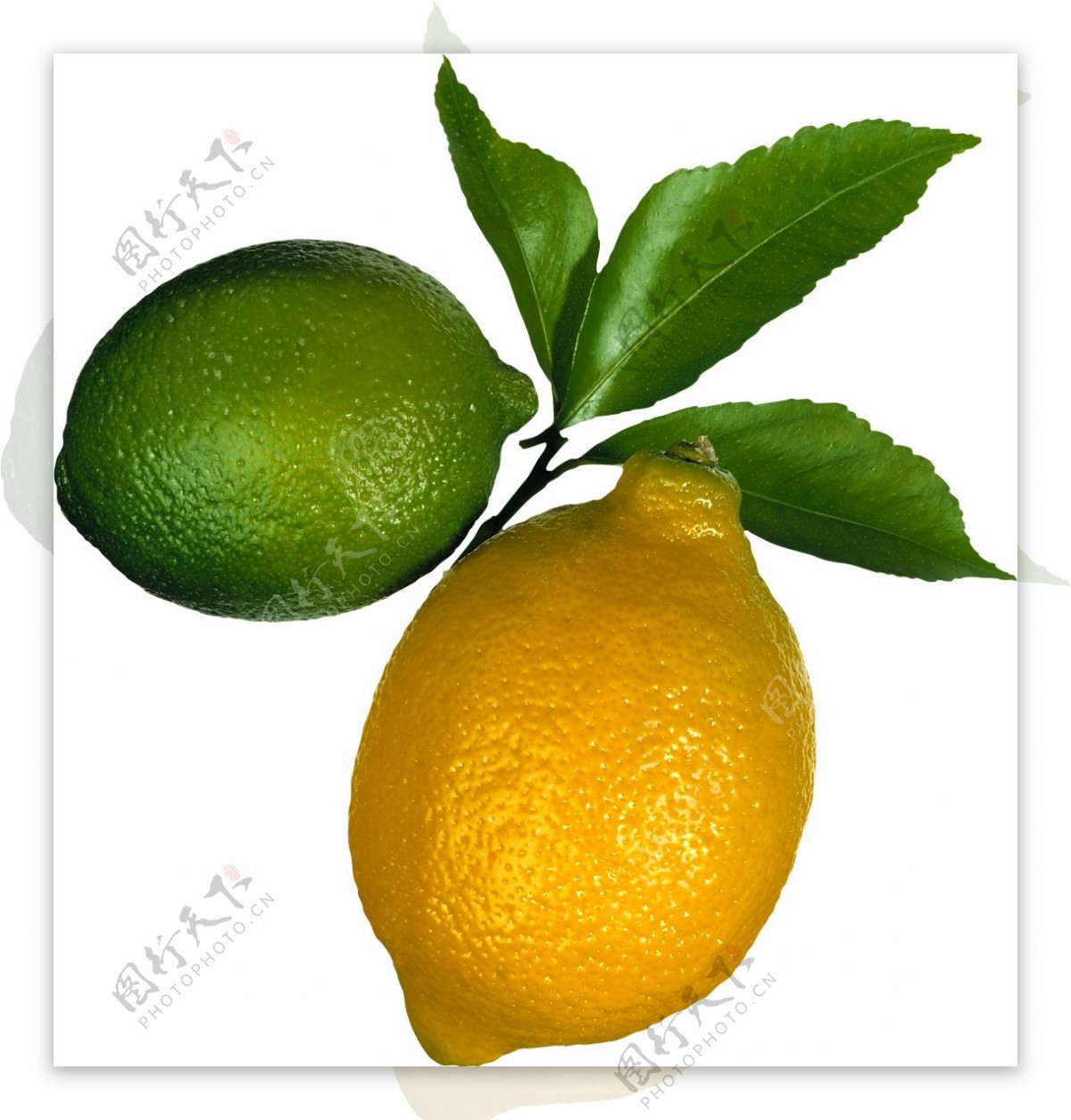 黄色柠檬与绿色柠檬图片
