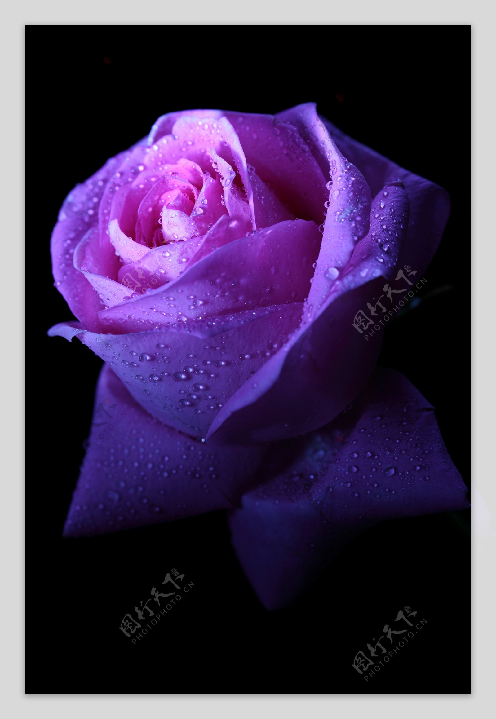 带水珠的紫色玫瑰花