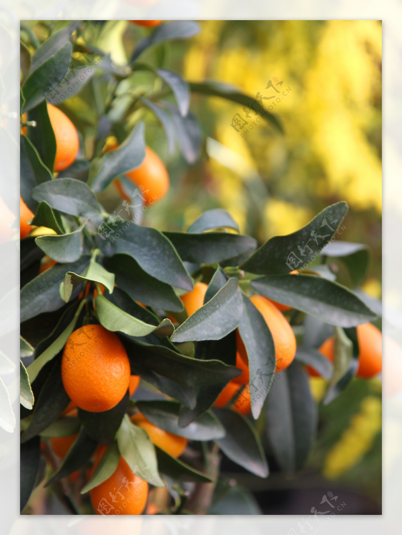 树枝上新鲜的橙子图片