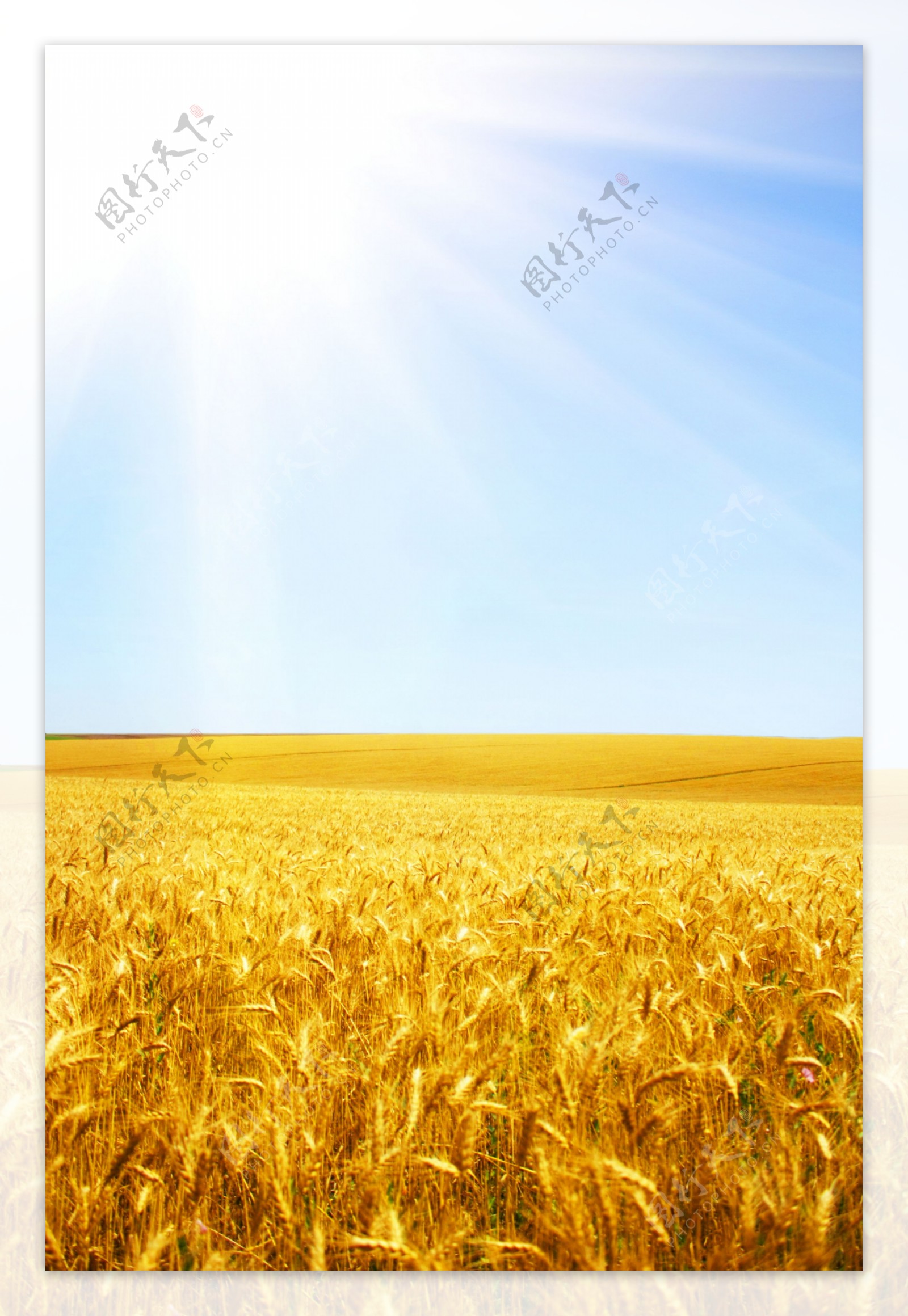 金色麦子风景