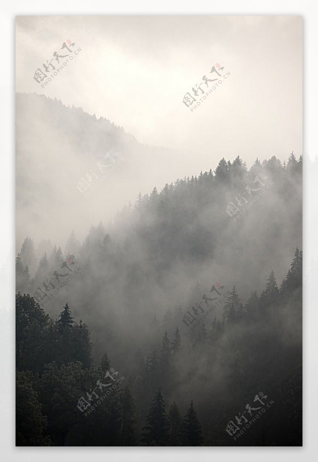 云雾缭绕的树林风景