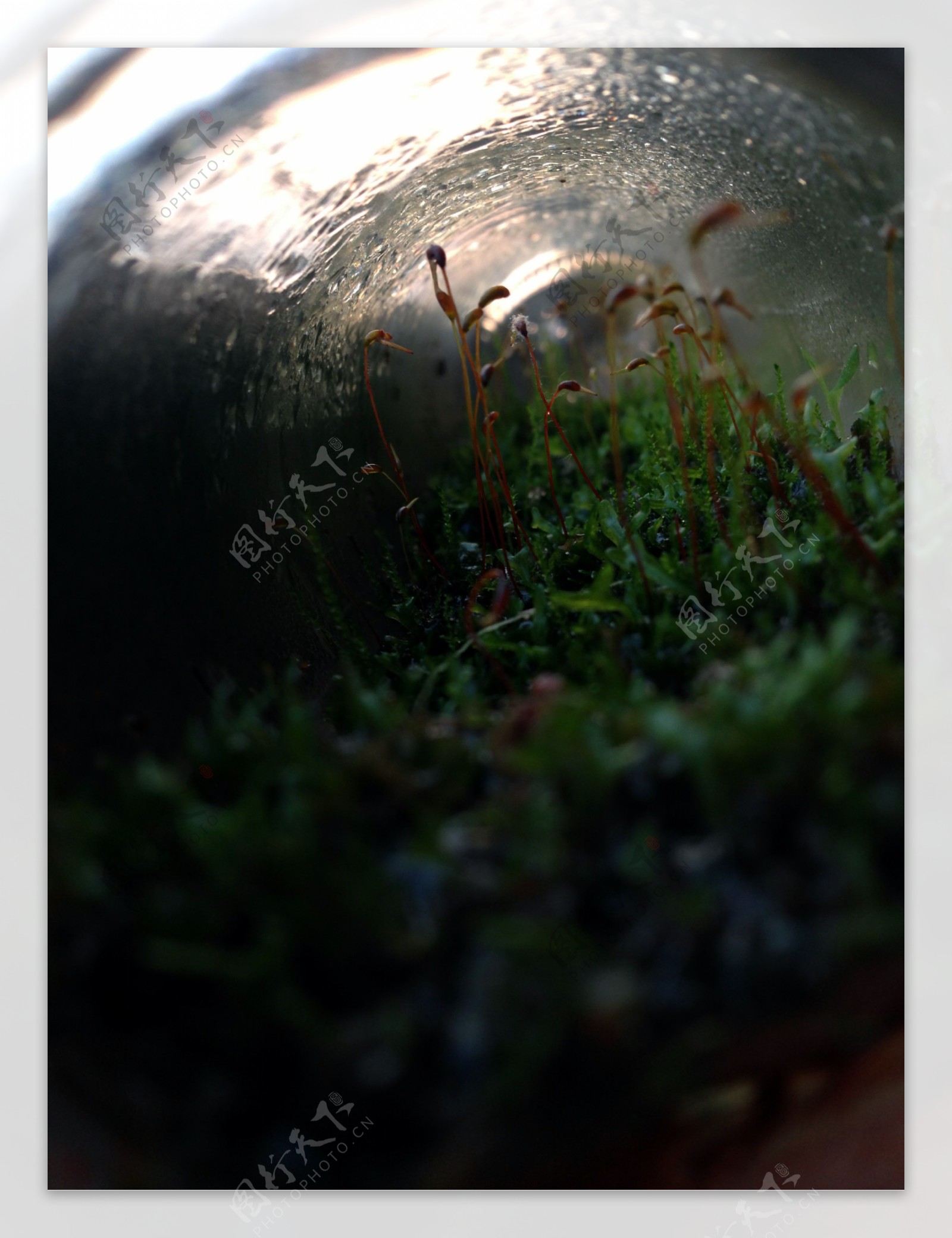 葫芦苔藓图片