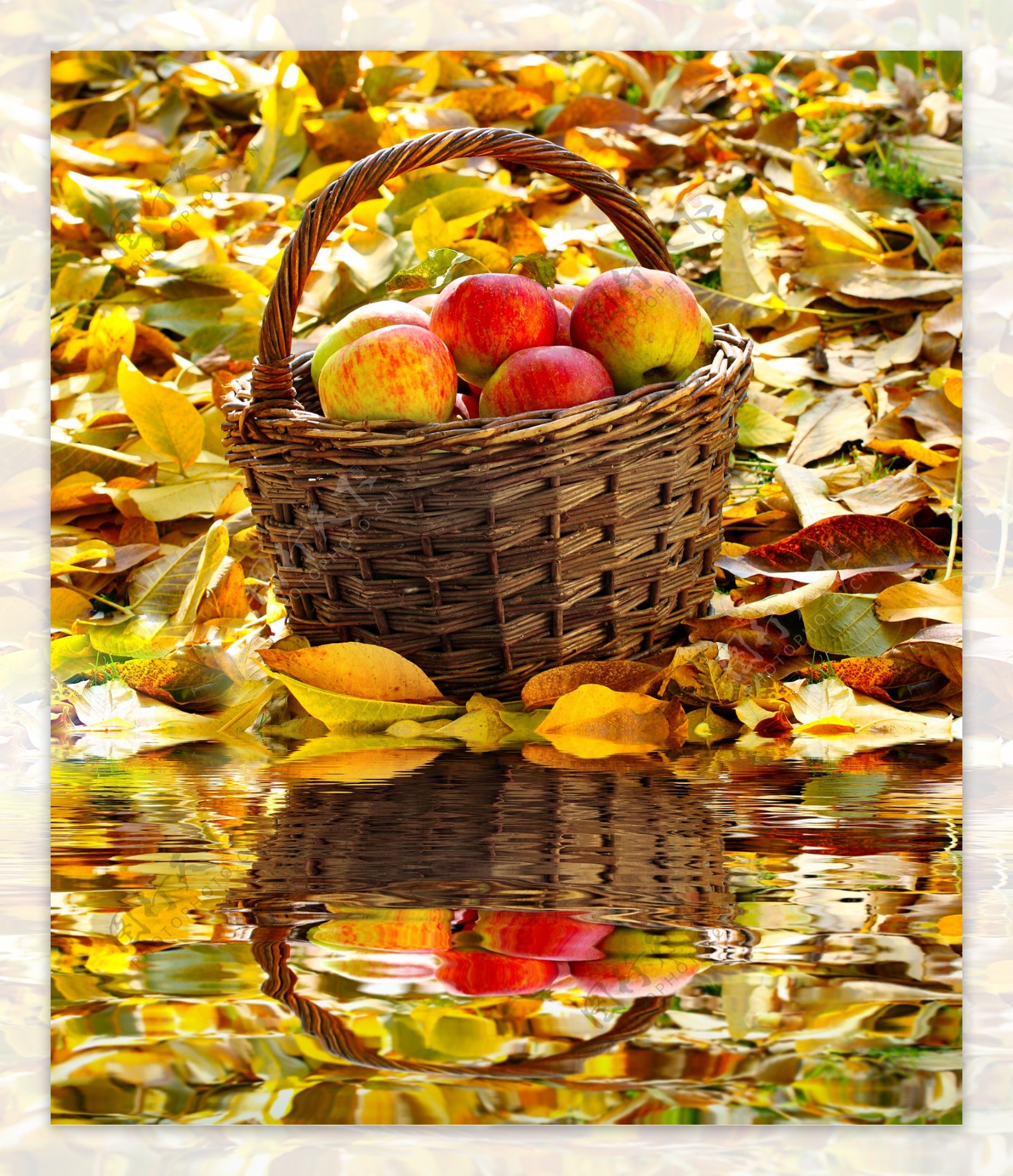 秋天叶子与框里的红苹果图片