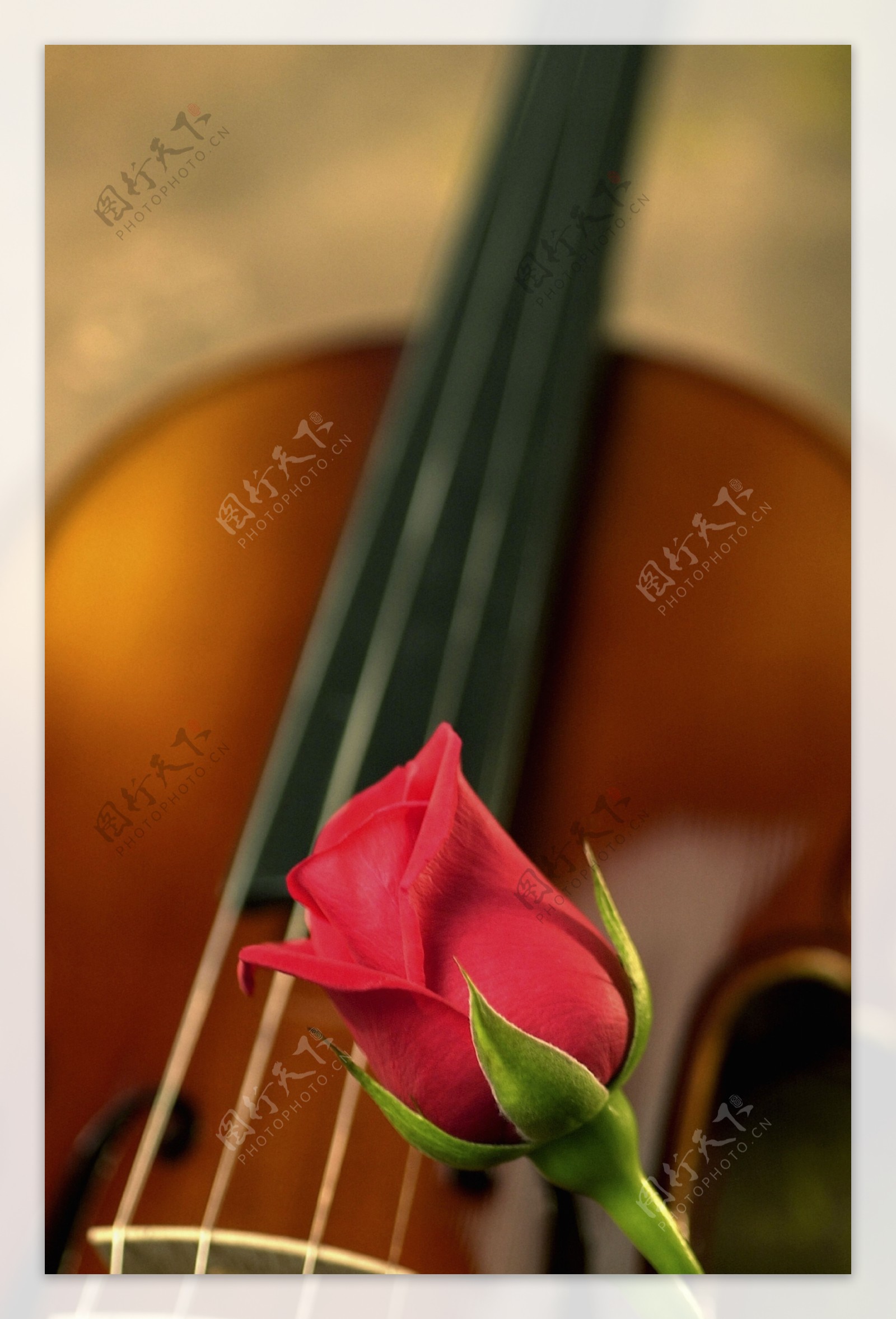 玫瑰花和小提琴图片