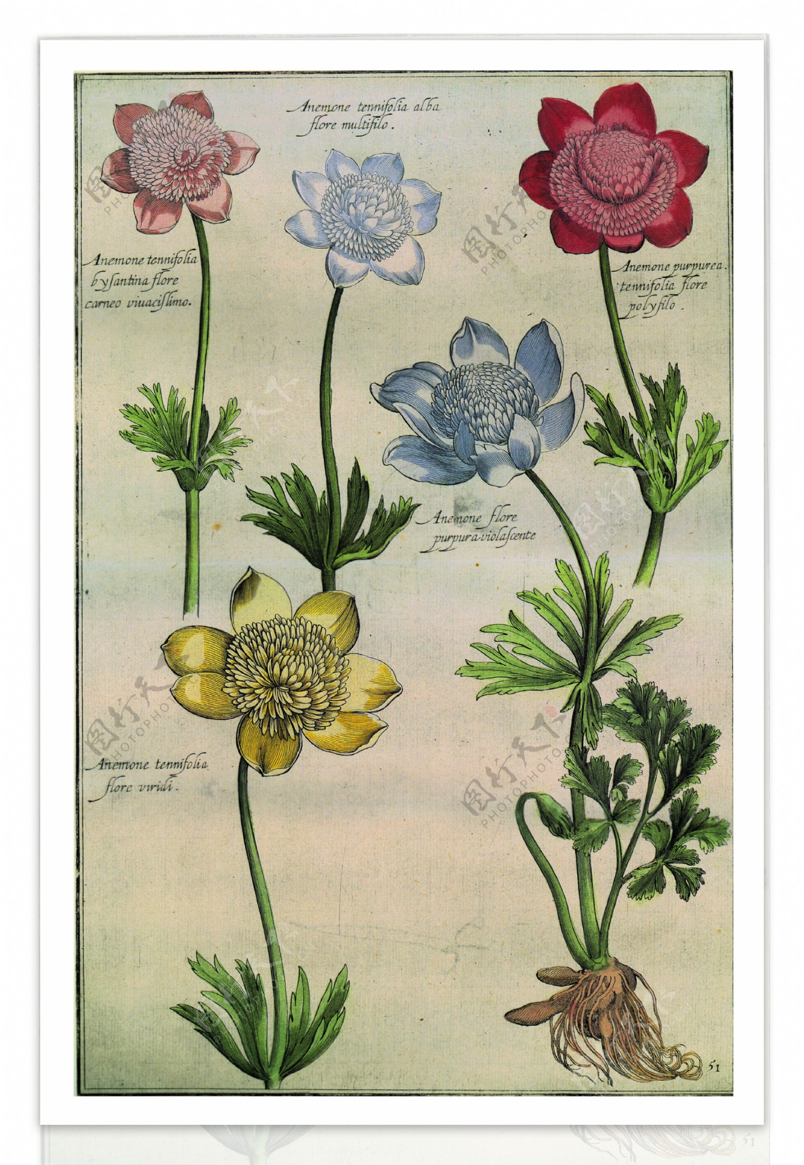 油画花卉植物图片