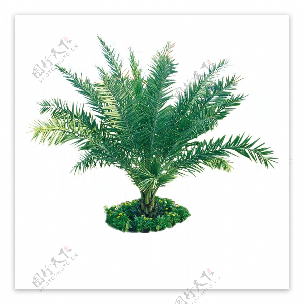 绿树热带植物素材