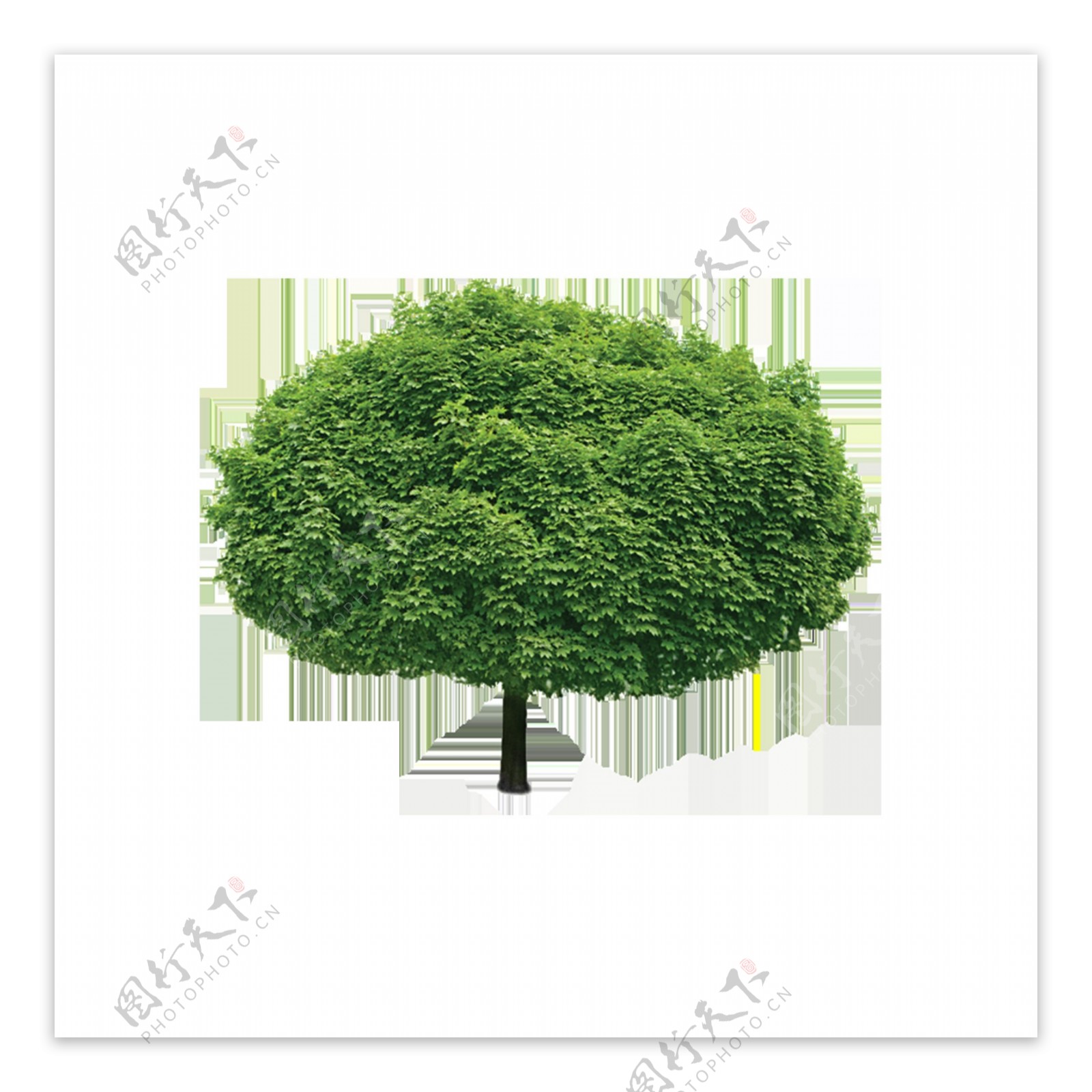 清新绿色大树元素
