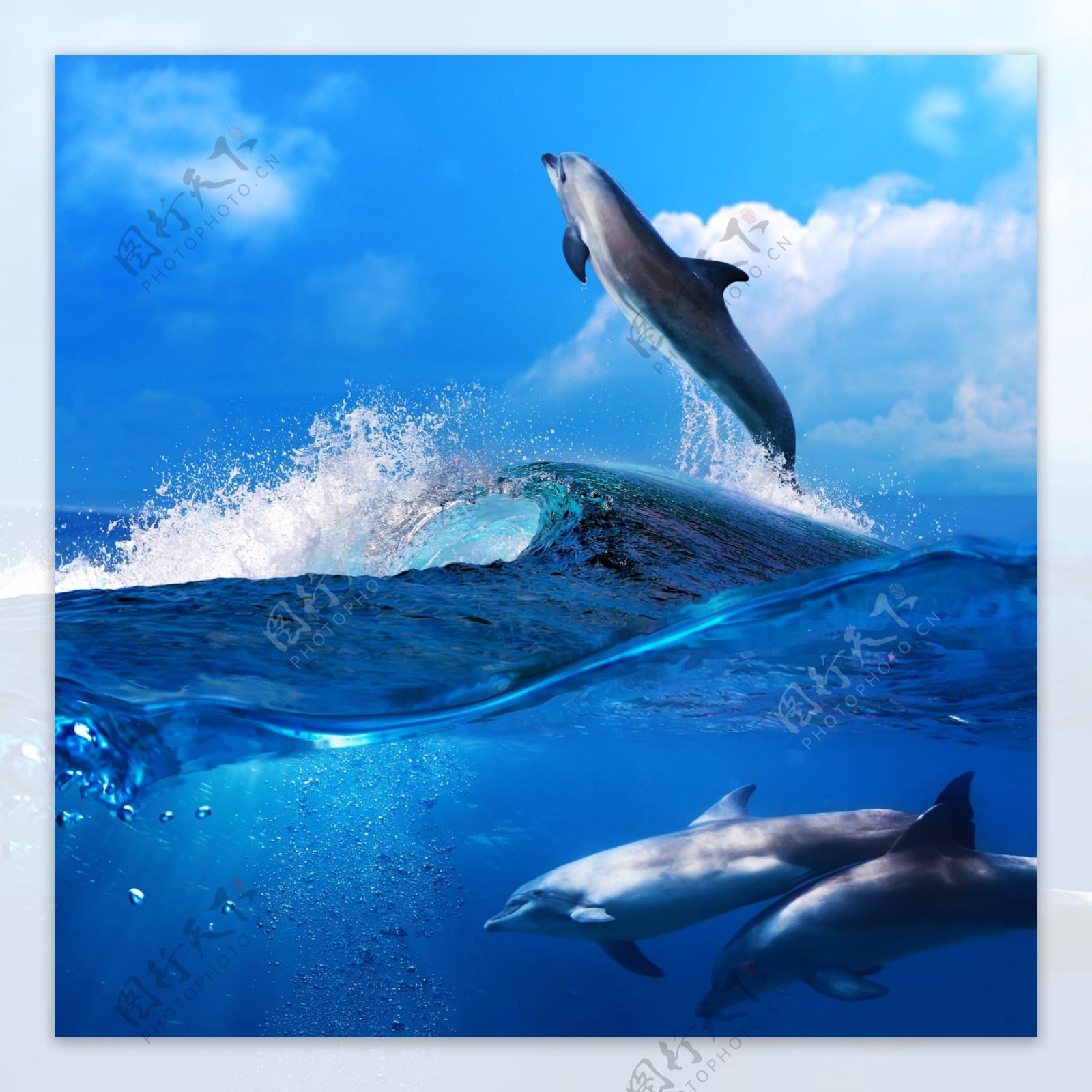海浪与海豚图片