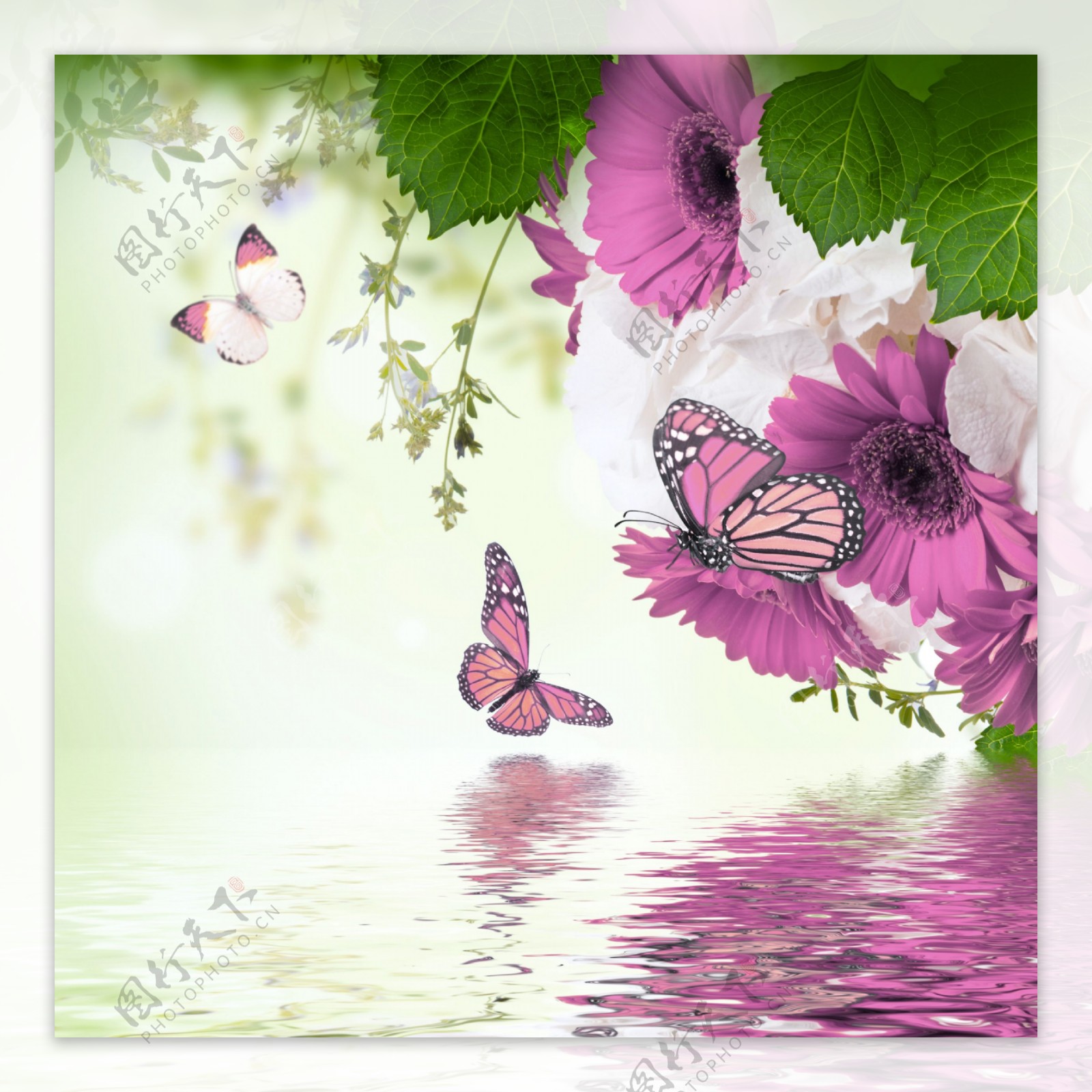 Lavender Butterfly Wallpapers - Top Free Lavender Butterfly Backgrounds ...