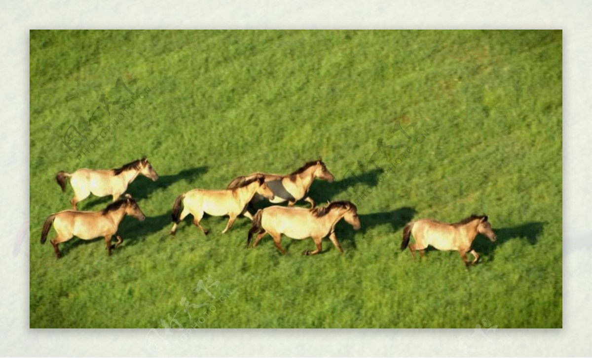 草原上群马奔跑